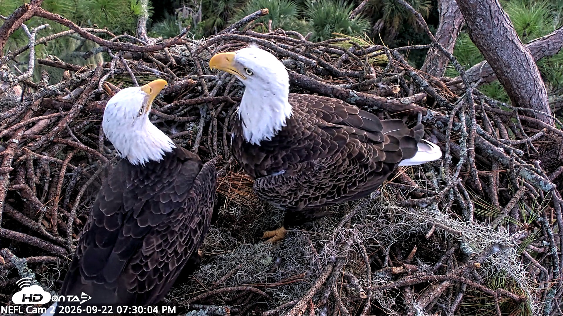 Snapshot of NE Florida Eagles Live Webcam taken Sep 22, 2026, 7:30pm EDT