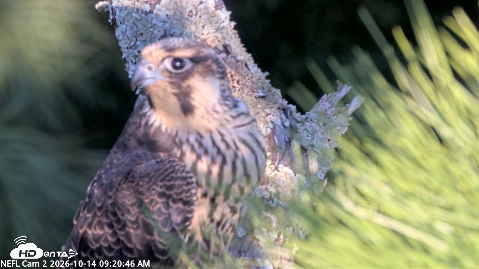 Snapshot of NE Florida Eagles Live Webcam taken Oct 14, 2026, 9:21am EDT