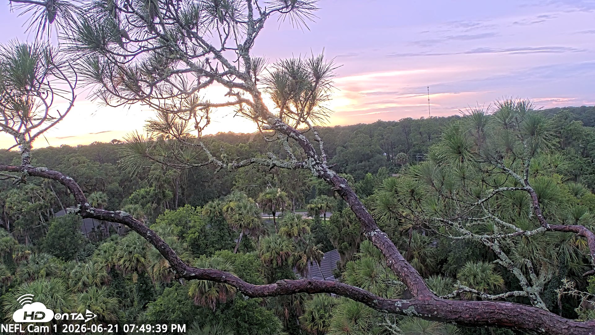 Snapshot of NE Florida Eagles Live Webcam taken Jun 21, 2026, 7:50pm EDT