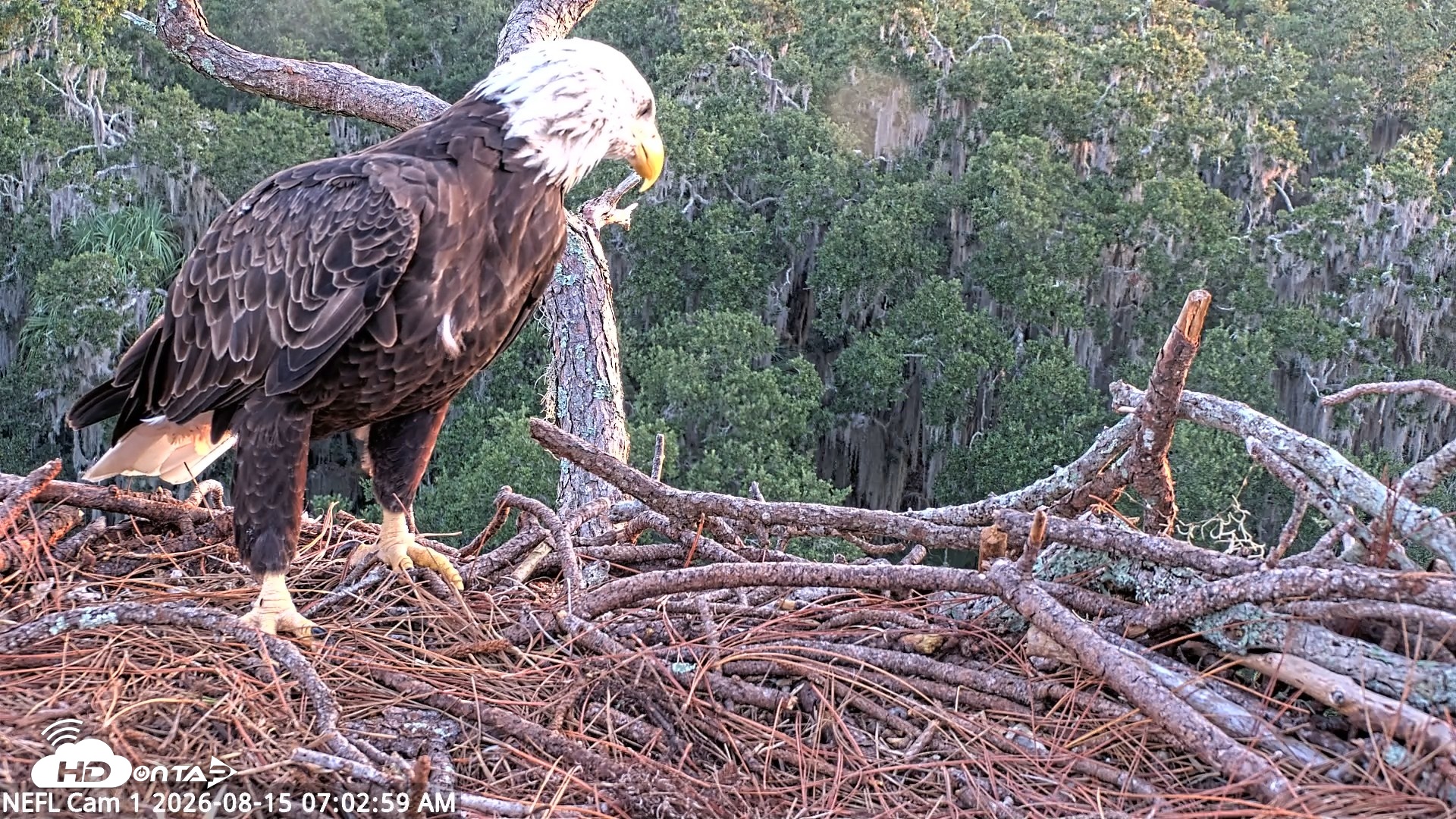 Snapshot of NE Florida Eagles Live Webcam taken Aug 15, 2026, 7:03am EDT