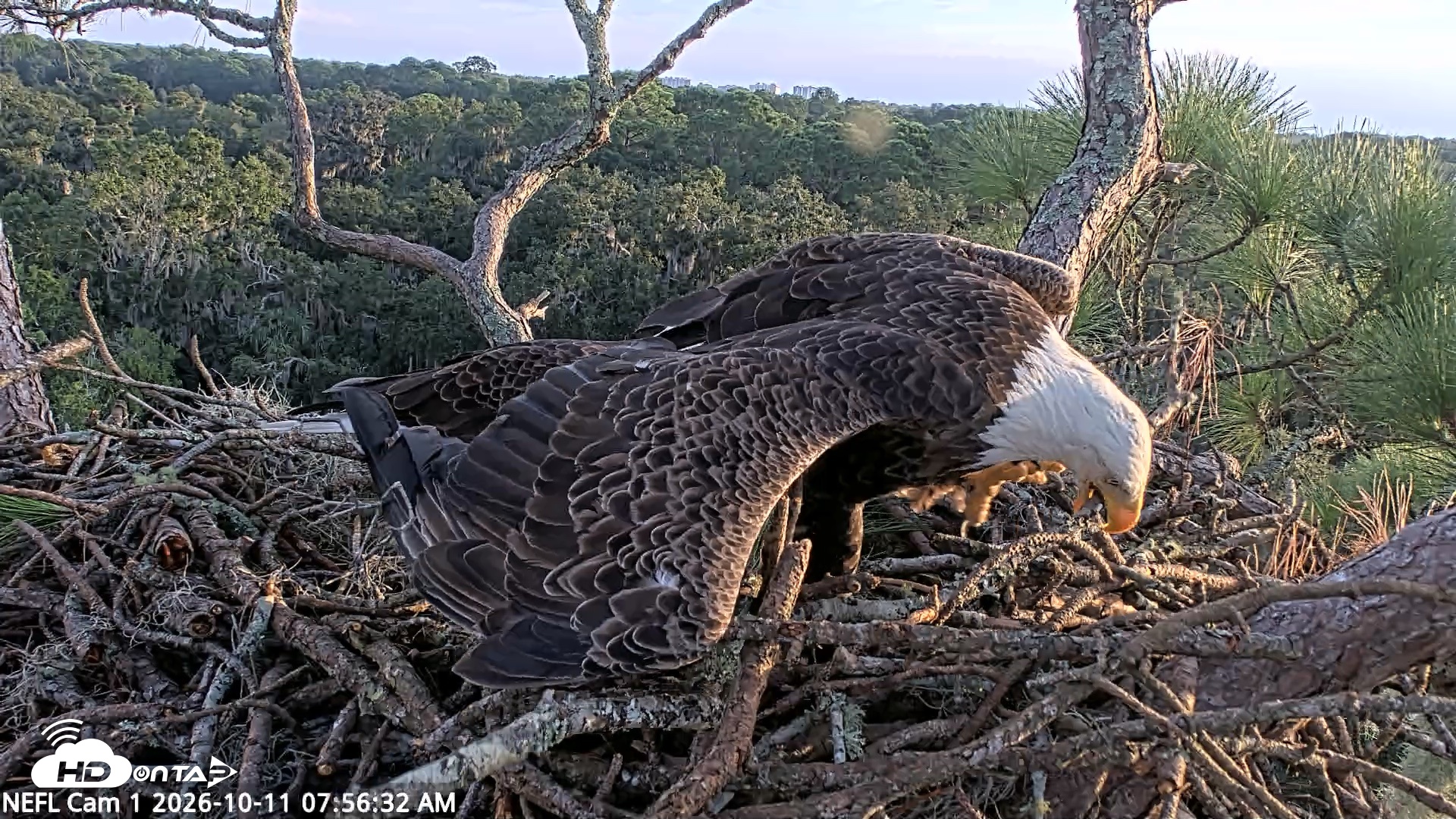 Snapshot of NE Florida Eagles Live Webcam taken Oct 11, 2026, 7:57am EDT