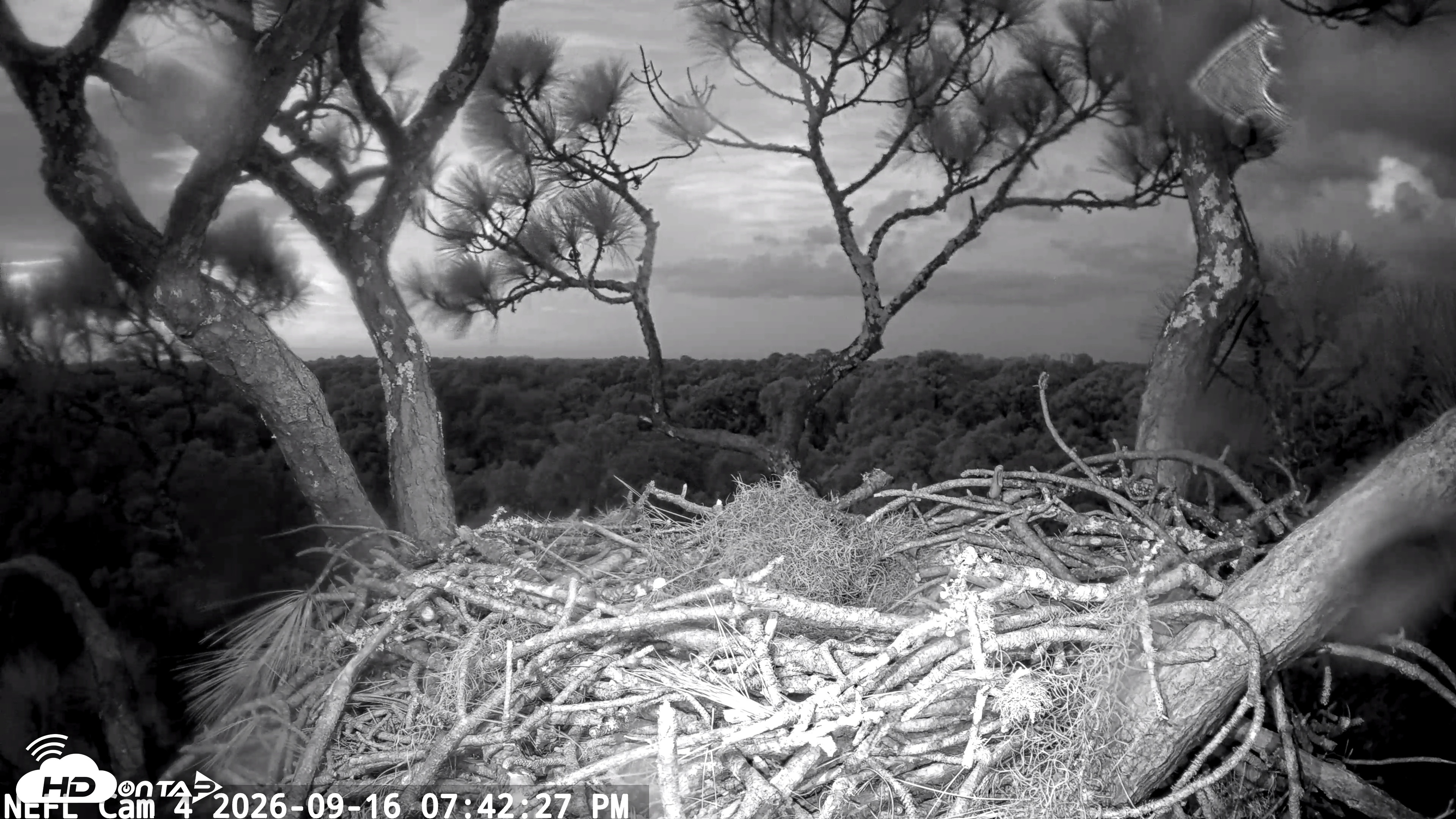 Snapshot of NE Florida Eagles Live Webcam taken Sep 16, 2026, 7:43pm EDT