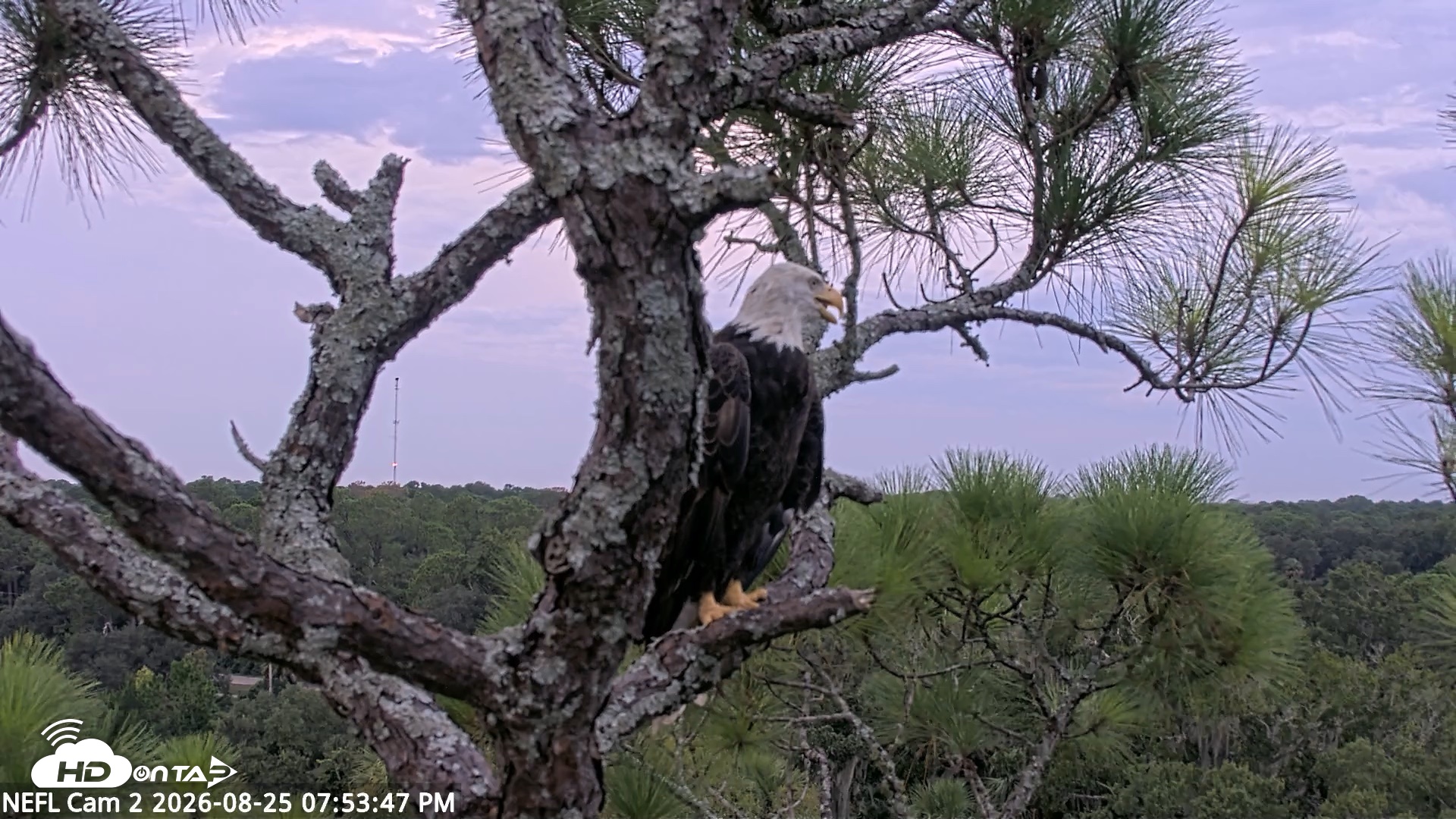 Snapshot of NE Florida Eagles Live Webcam taken Aug 25, 2026, 7:54pm EDT
