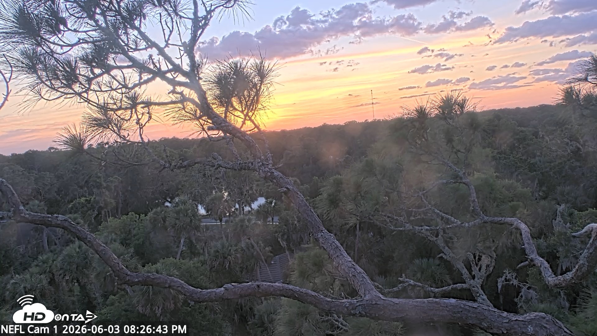 Snapshot of NE Florida Eagles Live Webcam taken Jun 3, 2026, 8:27pm EDT