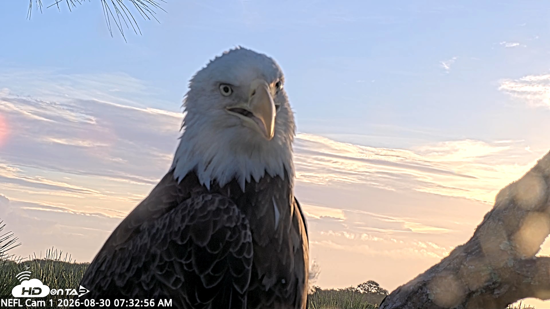 Snapshot of NE Florida Eagles Live Webcam taken Aug 30, 2026, 7:33am EDT