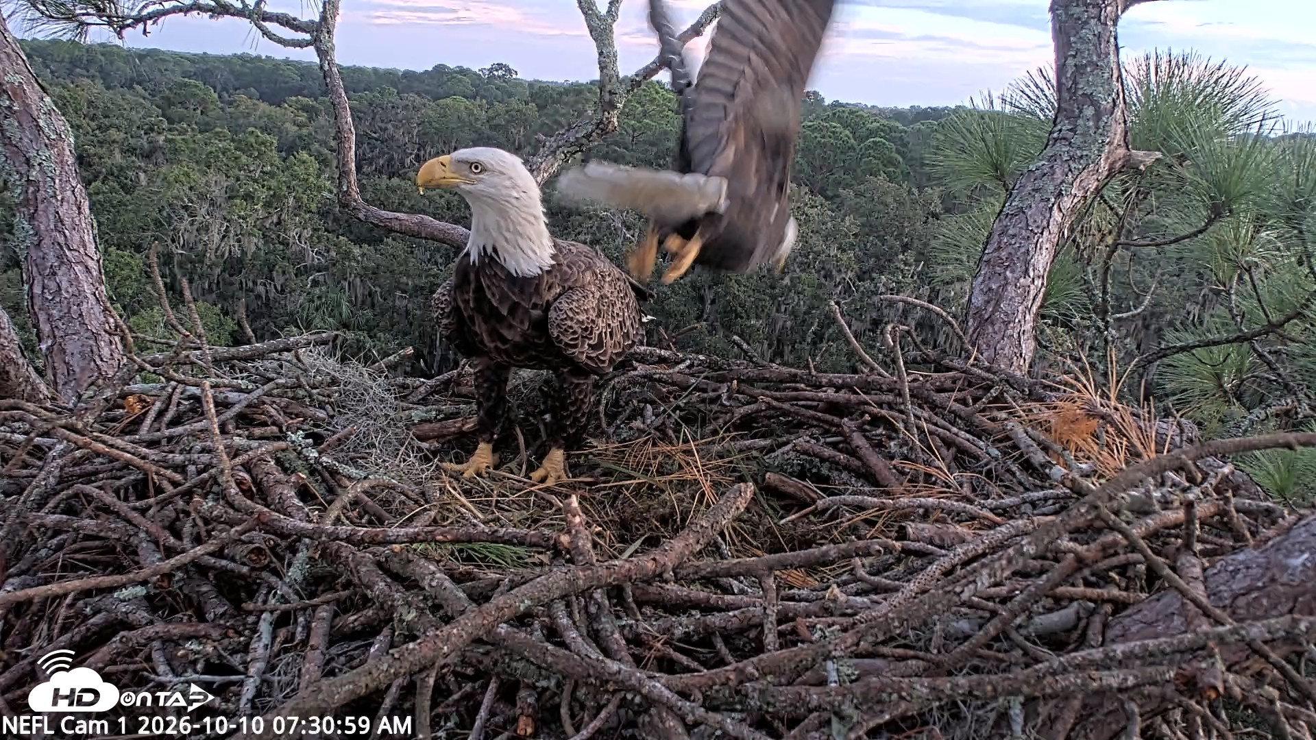 Snapshot of NE Florida Eagles Live Webcam taken Oct 10, 2026, 7:31am EDT