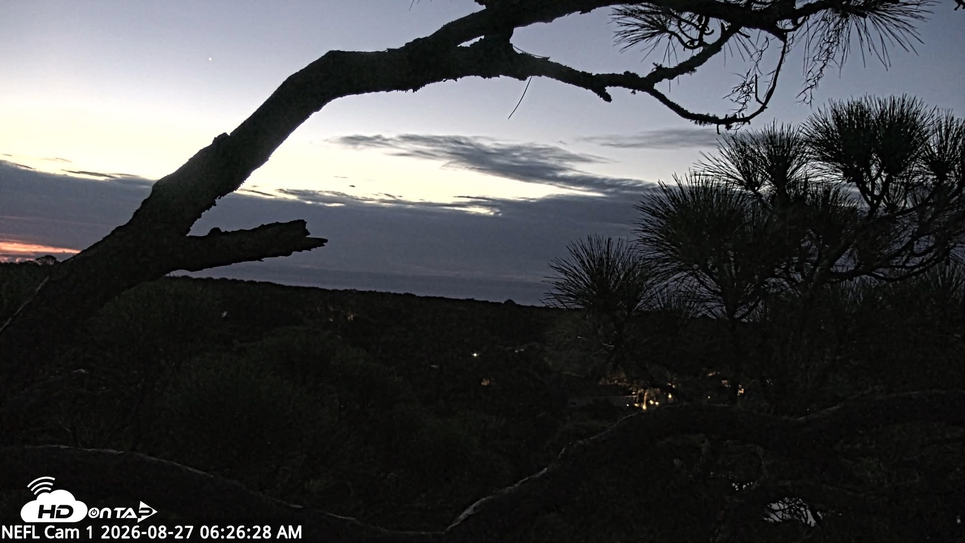 Snapshot of NE Florida Eagles Live Webcam taken Aug 27, 2026, 6:27am EDT