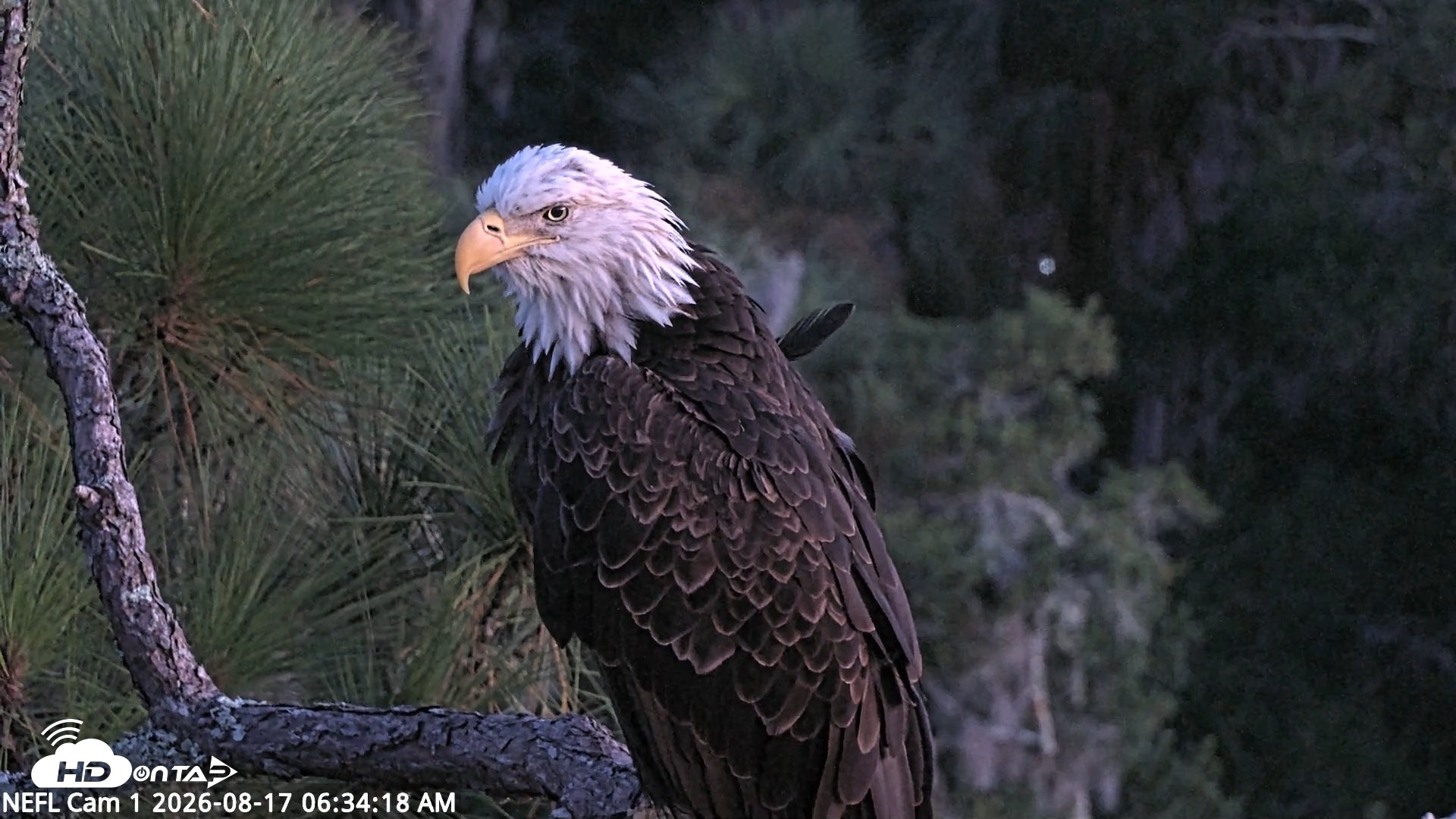 Snapshot of NE Florida Eagles Live Webcam taken Aug 17, 2026, 6:35am EDT