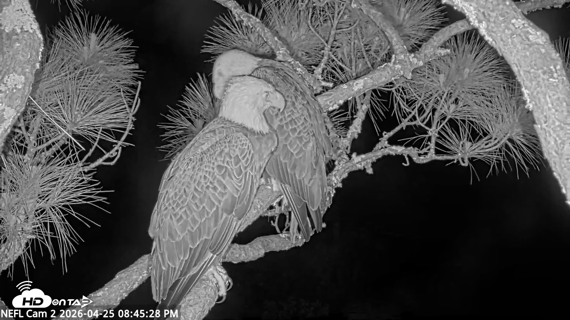 Snapshot of NE Florida Eagles Live Webcam taken Apr 25, 2026, 8:46pm EDT