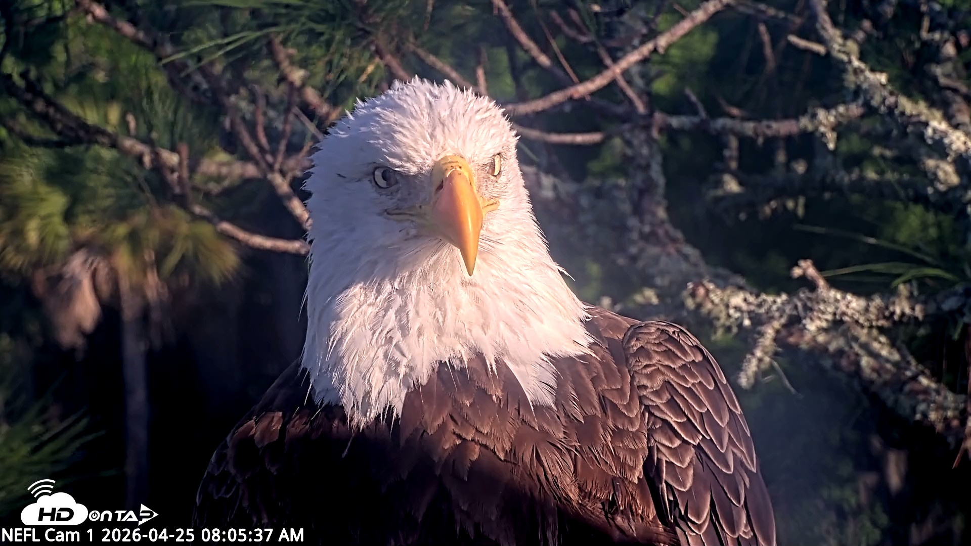 Snapshot of NE Florida Eagles Live Webcam taken Apr 25, 2026, 8:06am EDT