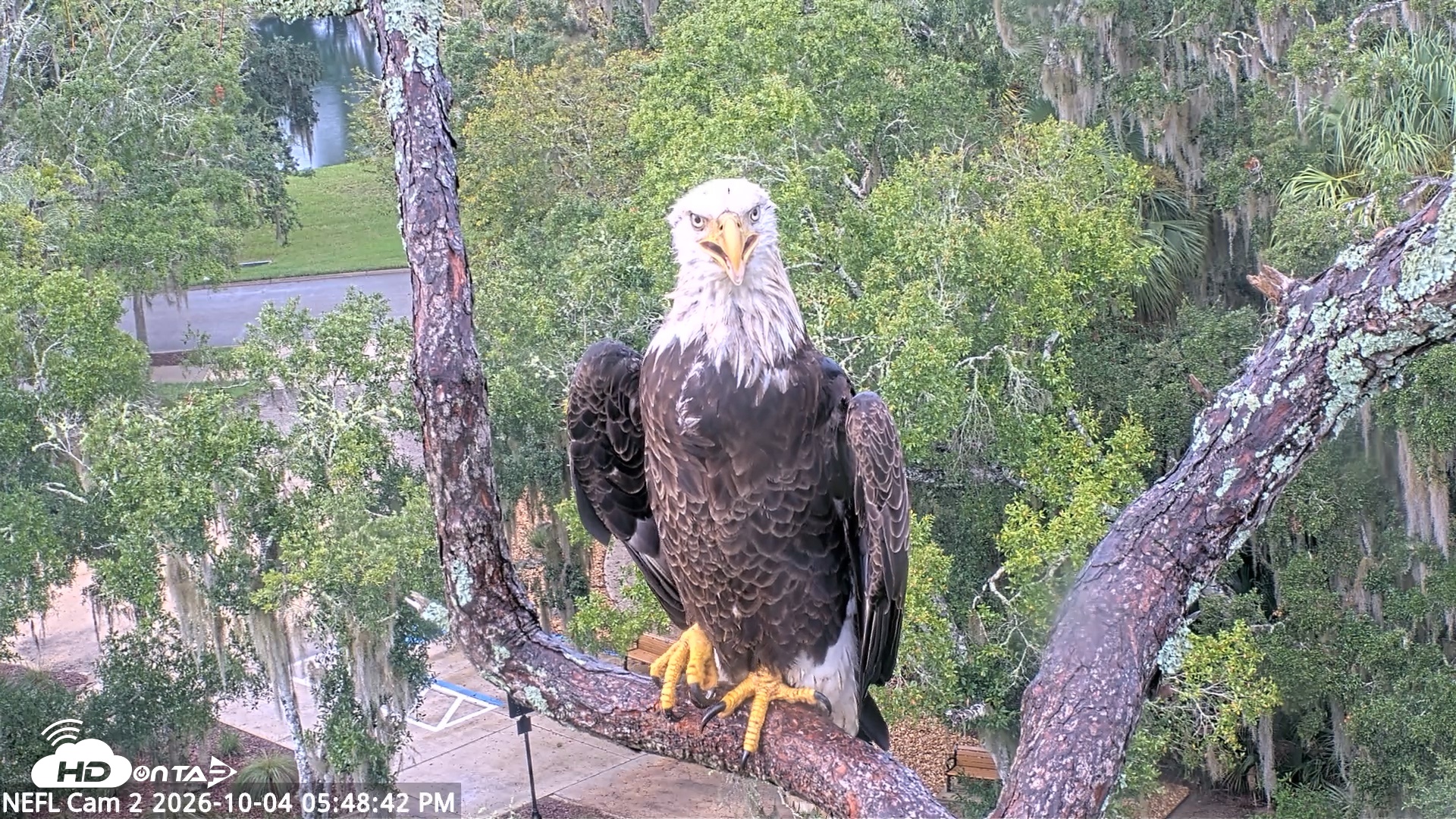 Snapshot of NE Florida Eagles Live Webcam taken Oct 4, 2026, 5:49pm EDT