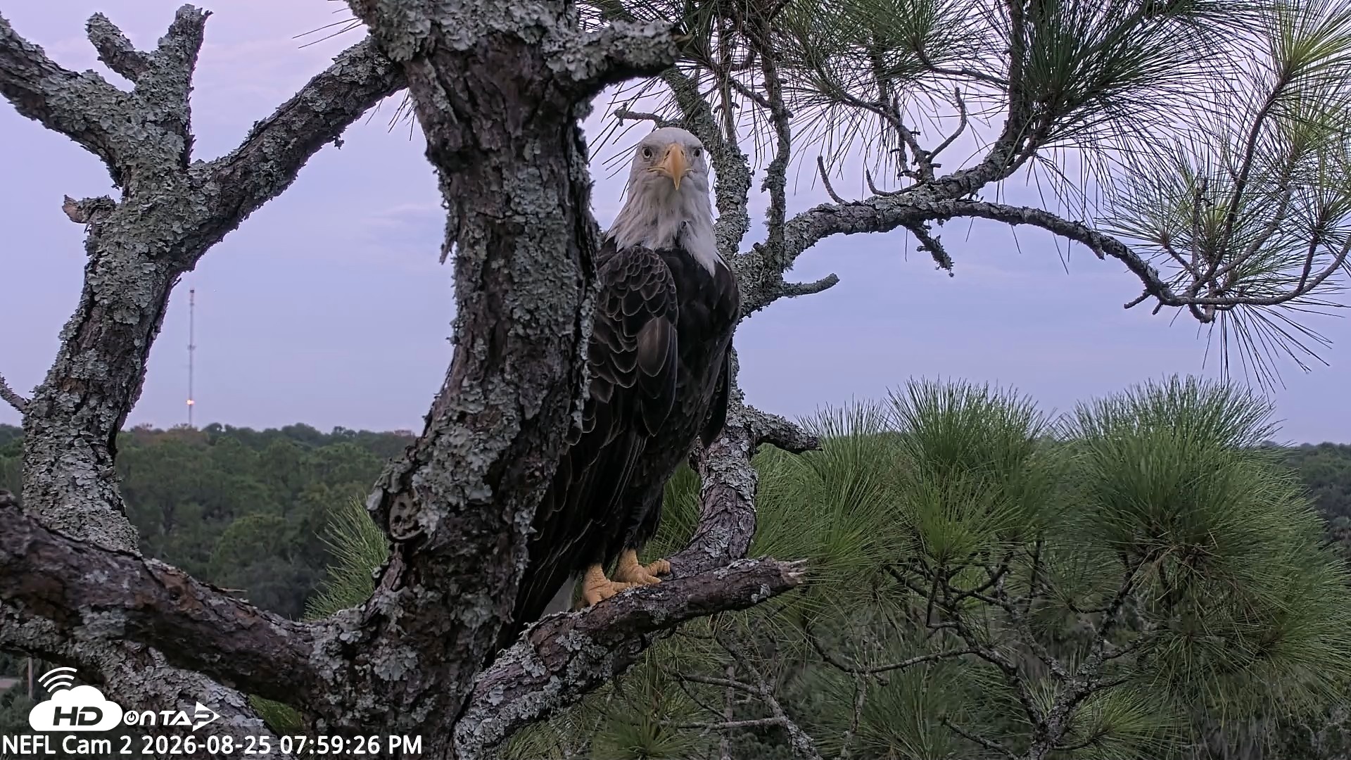 Snapshot of NE Florida Eagles Live Webcam taken Aug 25, 2026, 8:00pm EDT