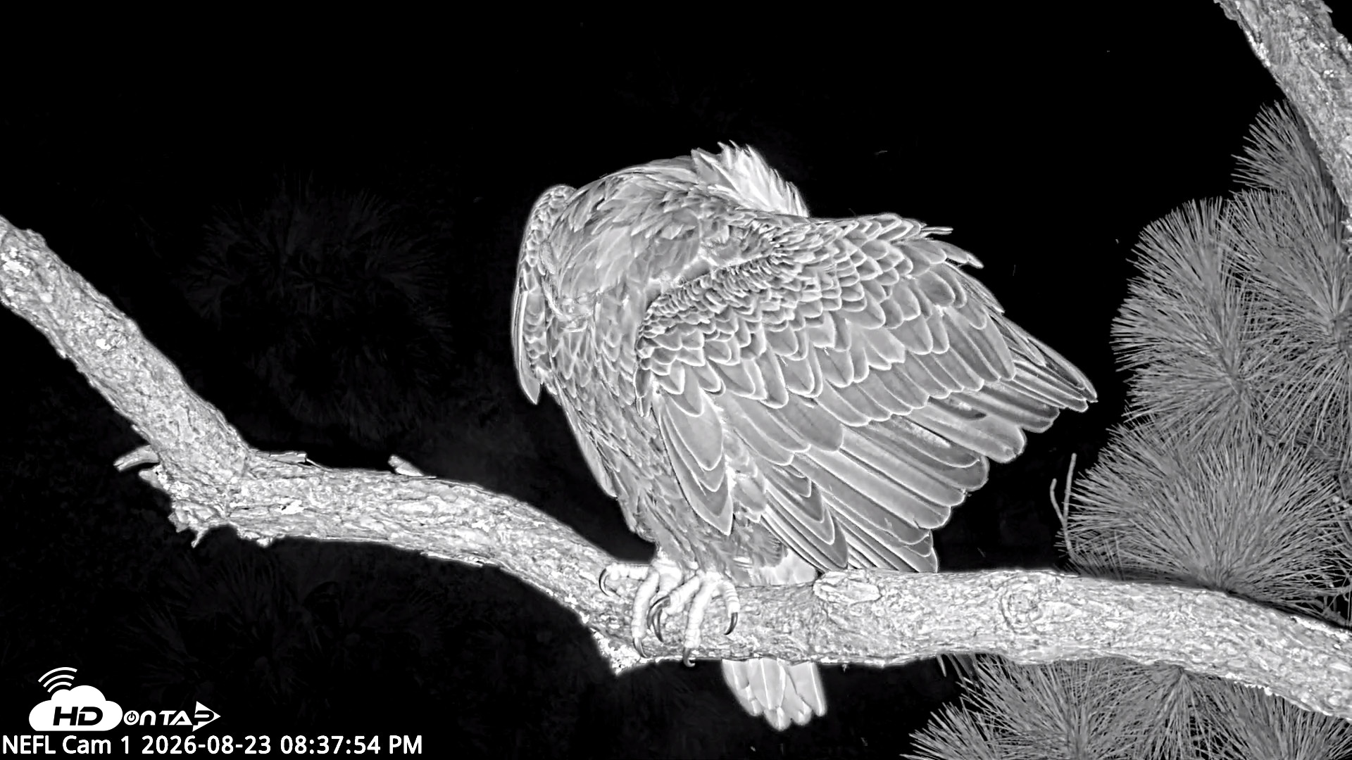 Snapshot of NE Florida Eagles Live Webcam taken Aug 23, 2026, 8:38pm EDT