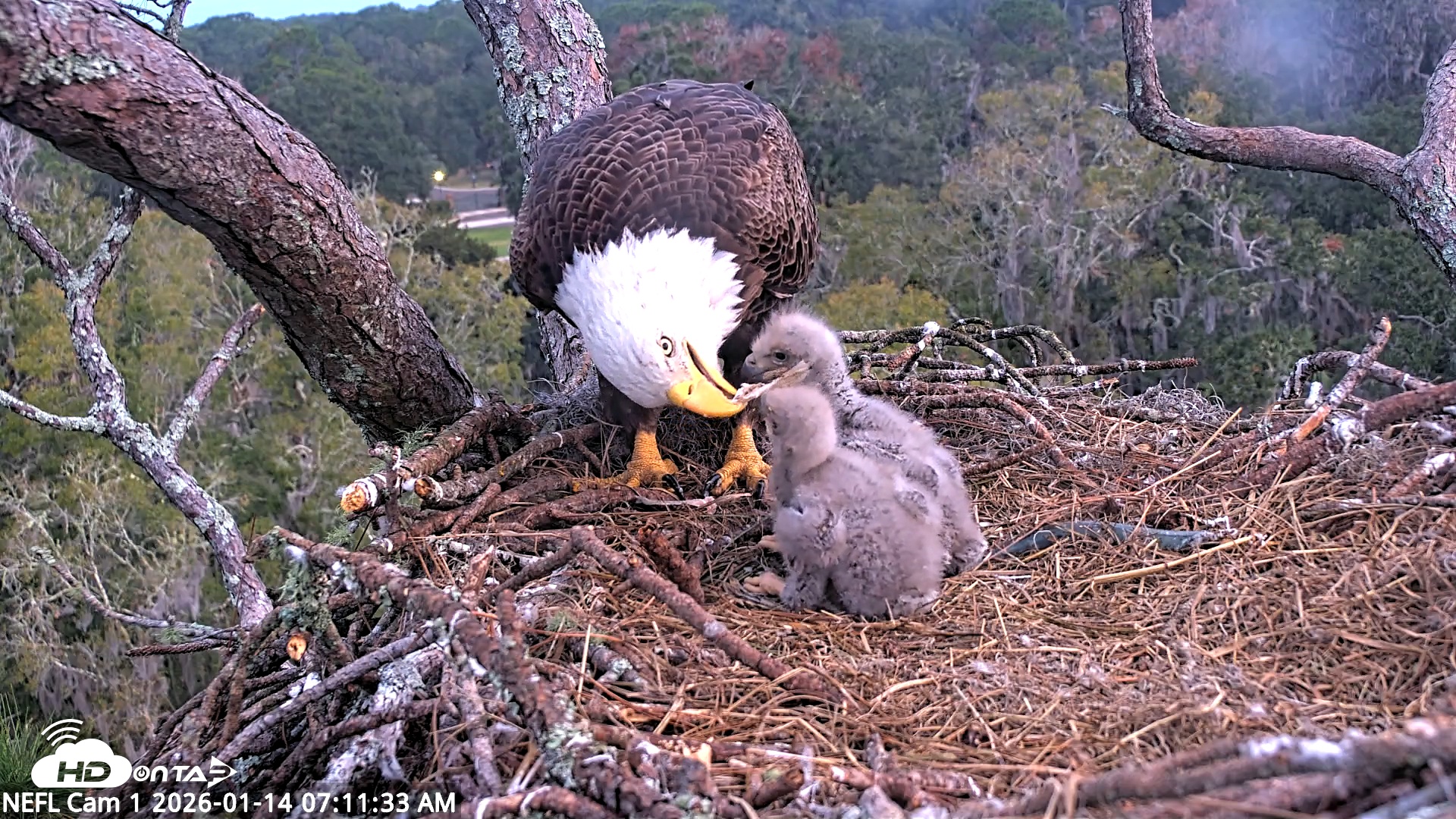Snapshot of NE Florida Eagles Live Webcam taken Jan 14, 2026, 7:12am EST