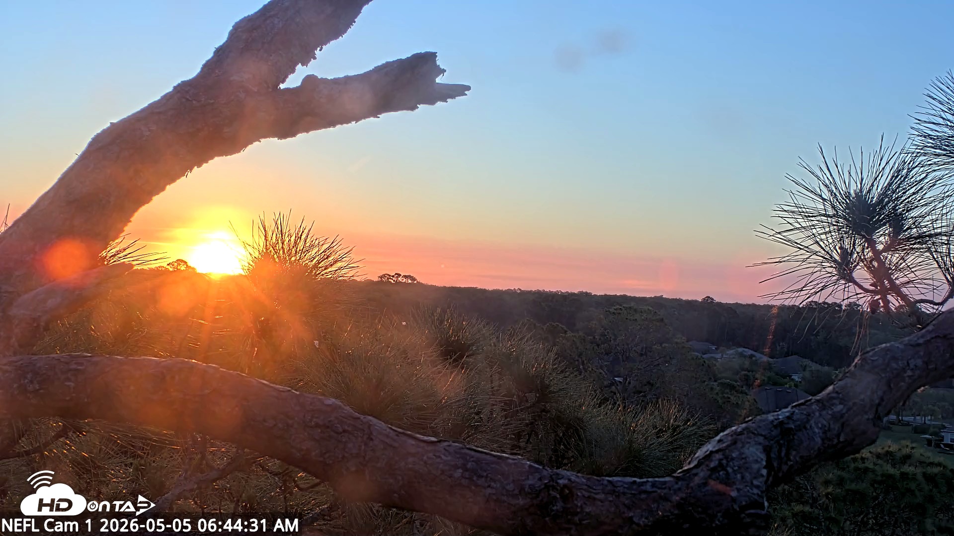Snapshot of NE Florida Eagles Live Webcam taken May 5, 2026, 6:45am EDT