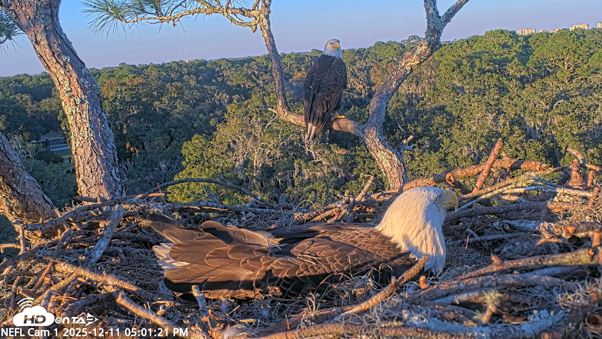 Snapshot of NE Florida Eagles Live Webcam taken Dec 11, 2025, 5:02pm EST