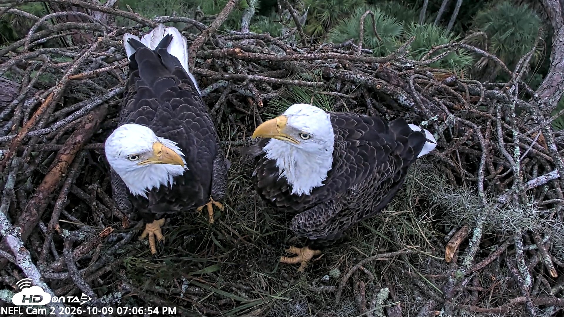 Snapshot of NE Florida Eagles Live Webcam taken Oct 9, 2026, 7:07pm EDT