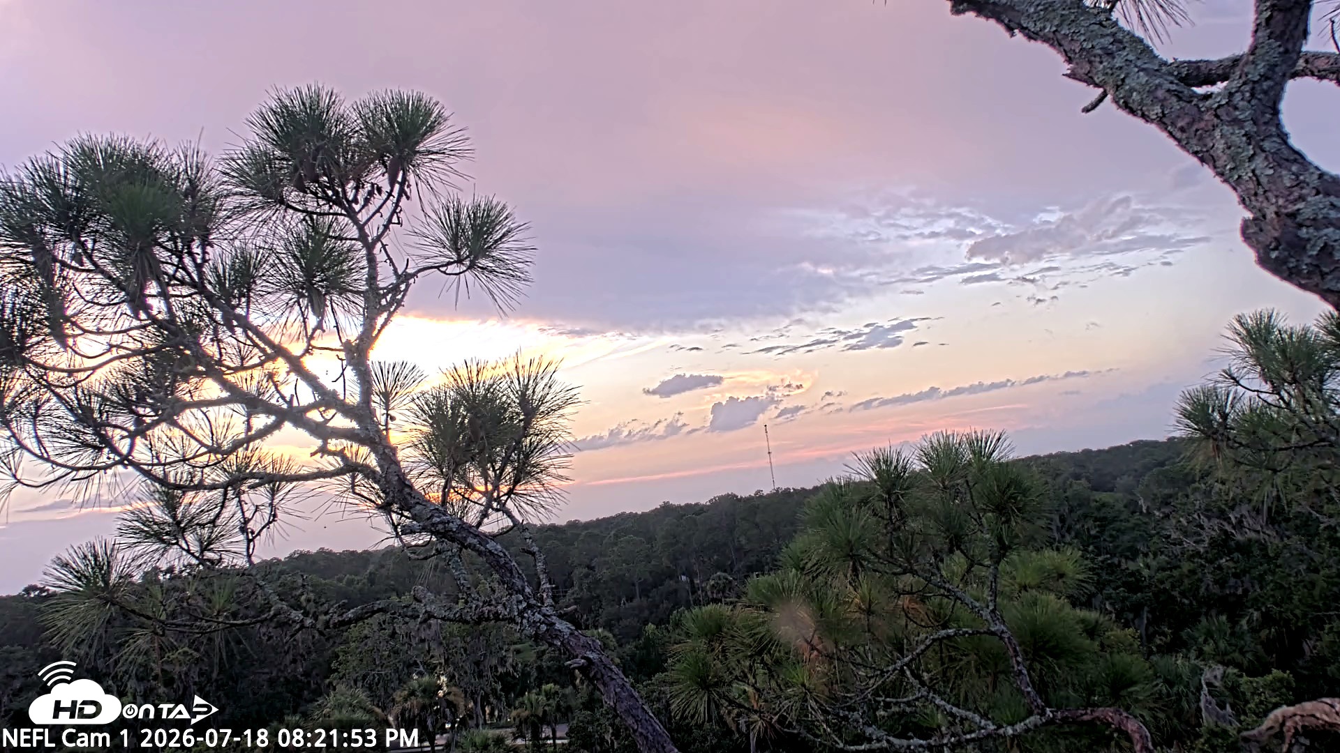 Snapshot of NE Florida Eagles Live Webcam taken Jul 18, 2026, 8:22pm EDT