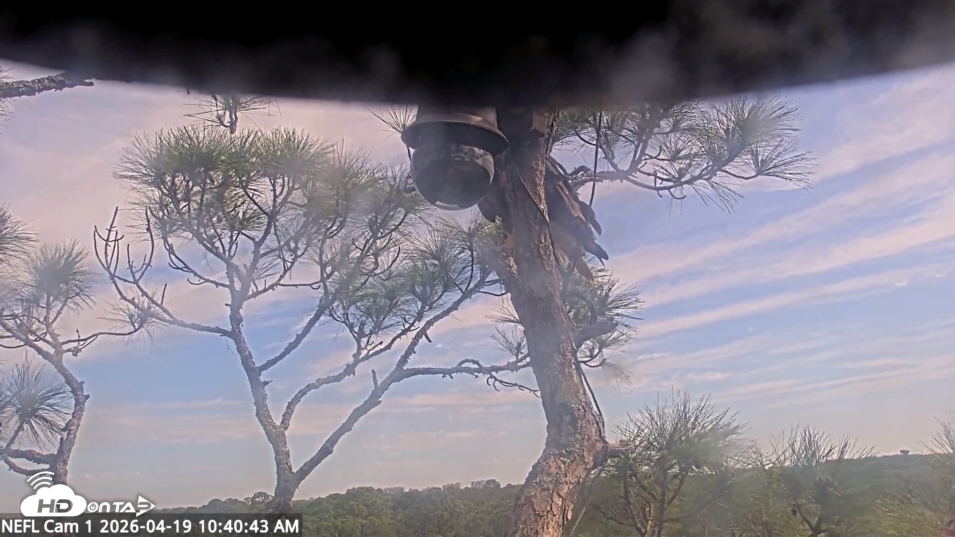 Snapshot of NE Florida Eagles Live Webcam taken Apr 19, 2026, 10:41am EDT