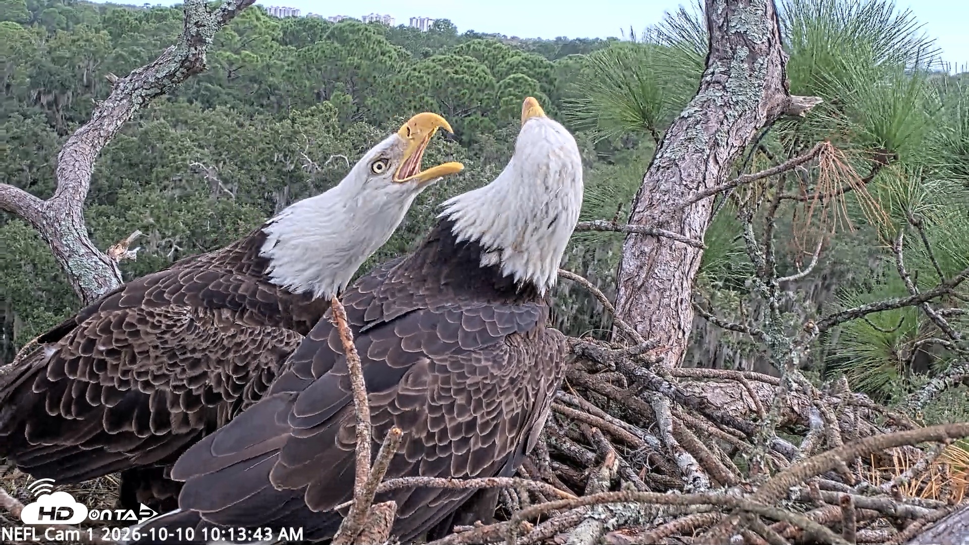 Snapshot of NE Florida Eagles Live Webcam taken Oct 10, 2026, 10:14am EDT