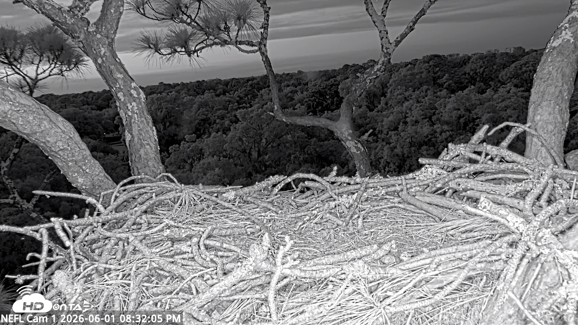 Snapshot of NE Florida Eagles Live Webcam taken Jun 1, 2026, 8:33pm EDT