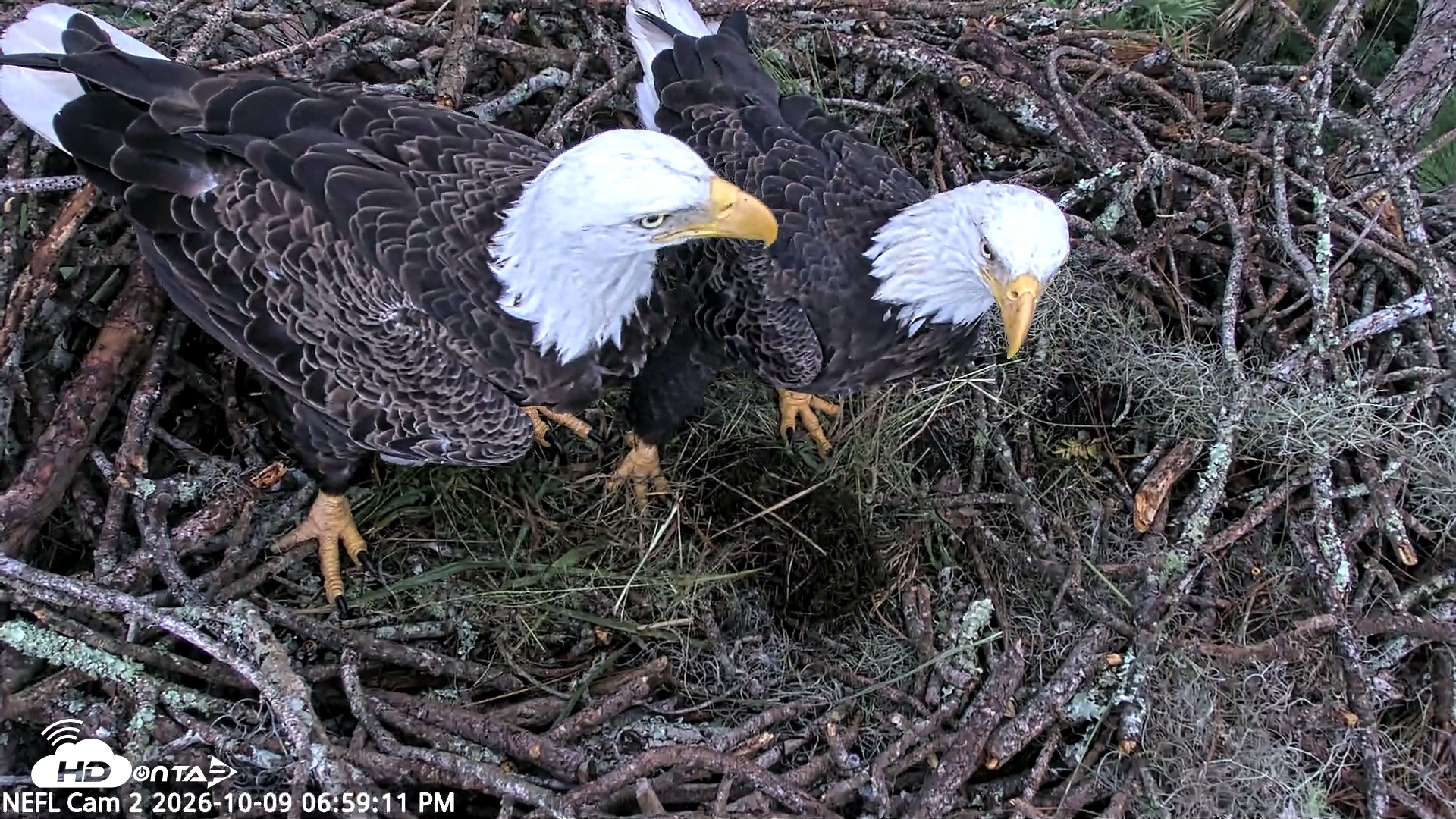 Snapshot of NE Florida Eagles Live Webcam taken Oct 9, 2026, 7:00pm EDT