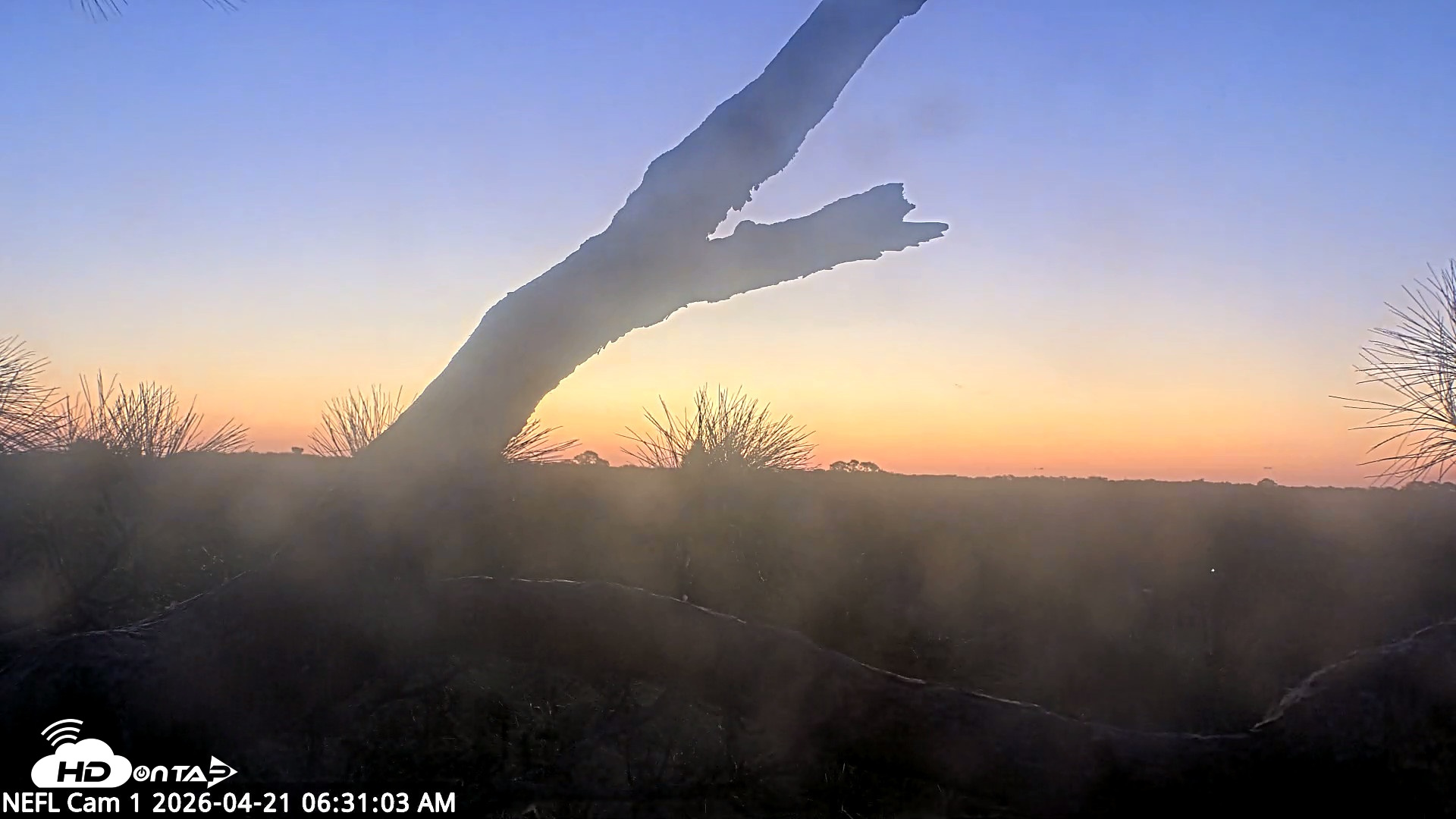 Snapshot of NE Florida Eagles Live Webcam taken Apr 21, 2026, 6:31am EDT