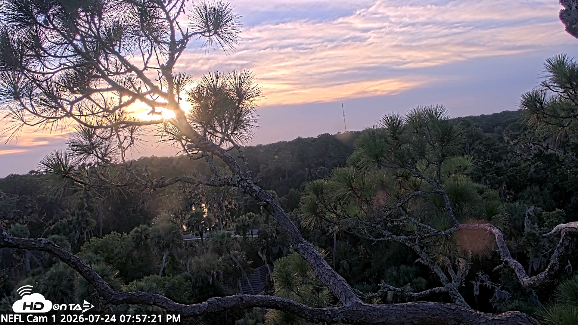 Snapshot of NE Florida Eagles Live Webcam taken Jul 24, 2026, 7:58pm EDT