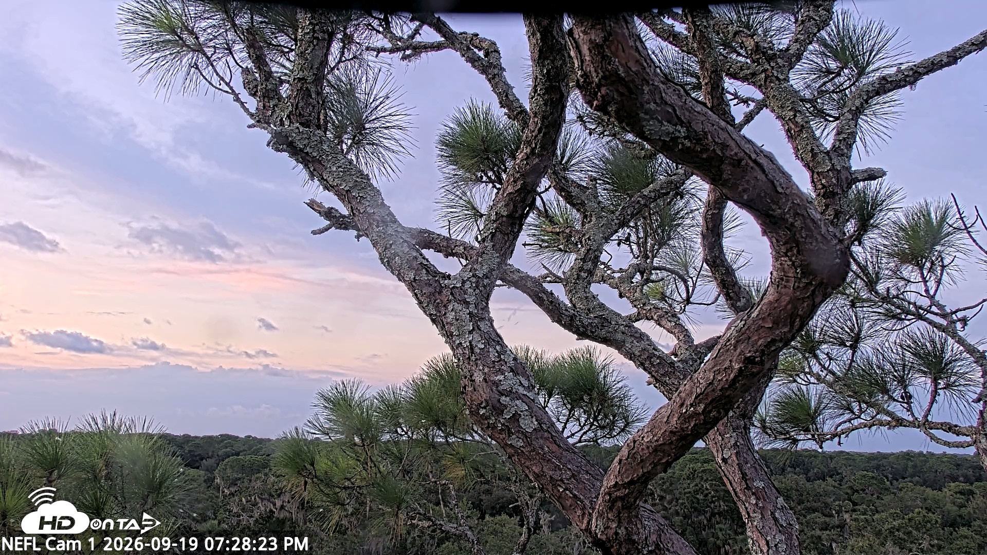 Snapshot of NE Florida Eagles Live Webcam taken Sep 19, 2026, 7:29pm EDT