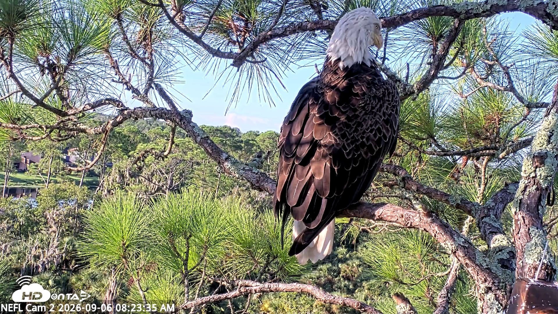 Snapshot of NE Florida Eagles Live Webcam taken Sep 6, 2026, 8:24am EDT