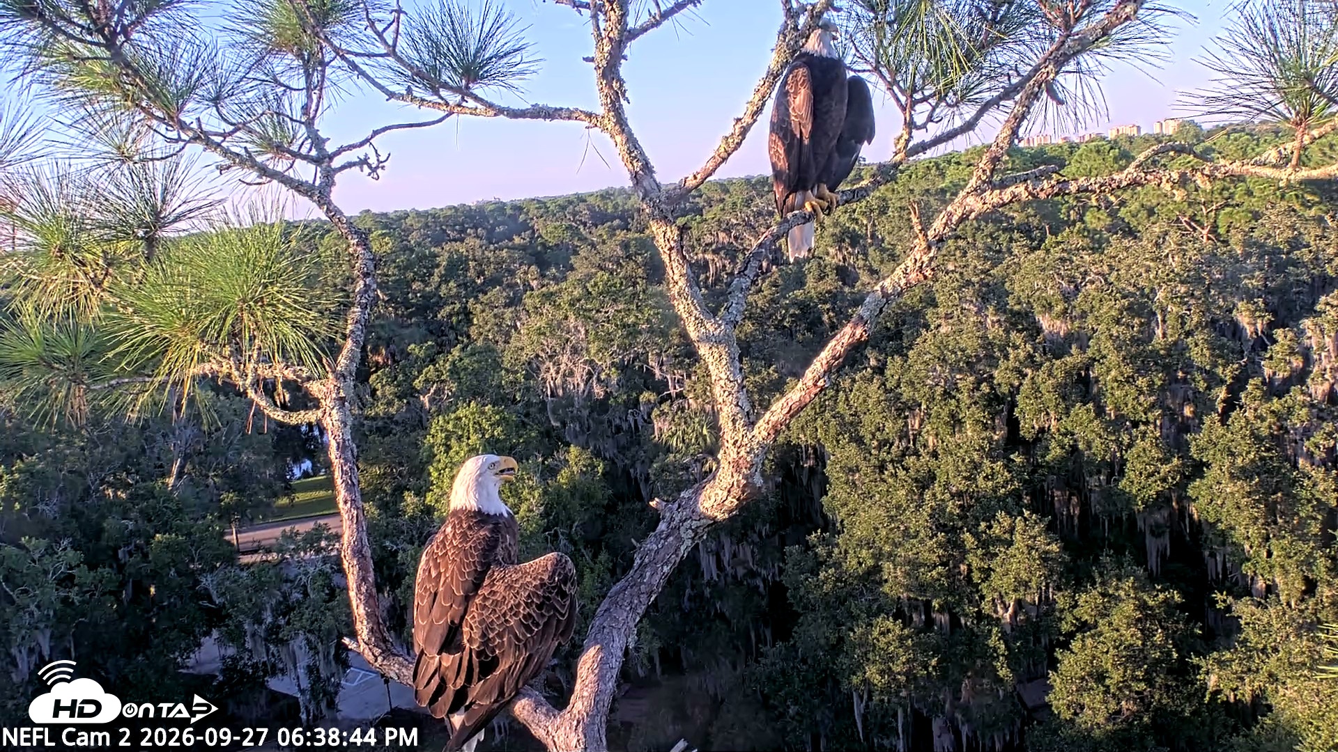 Snapshot of NE Florida Eagles Live Webcam taken Sep 27, 2026, 6:39pm EDT
