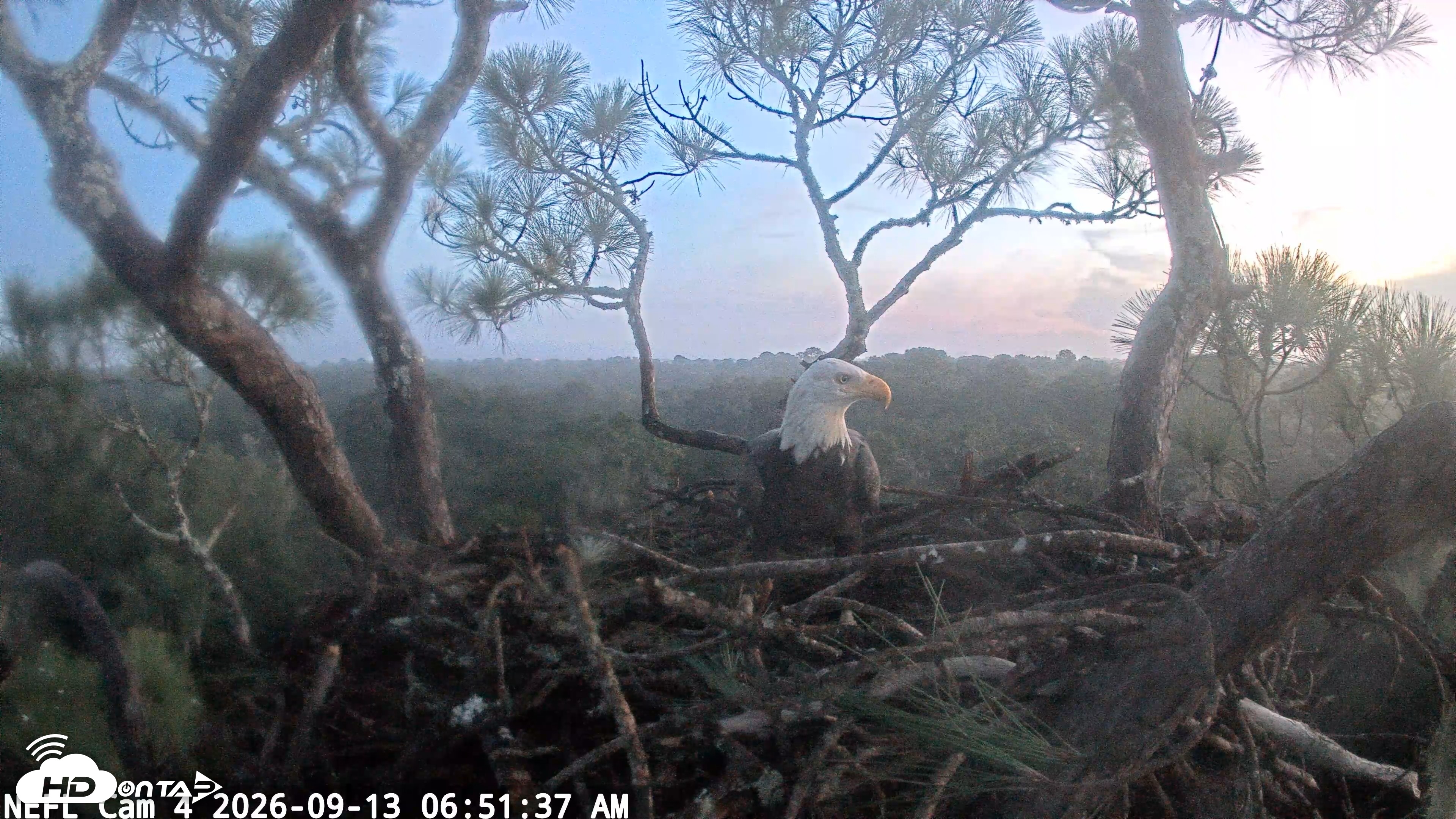 Snapshot of NE Florida Eagles Live Webcam taken Sep 13, 2026, 6:52am EDT