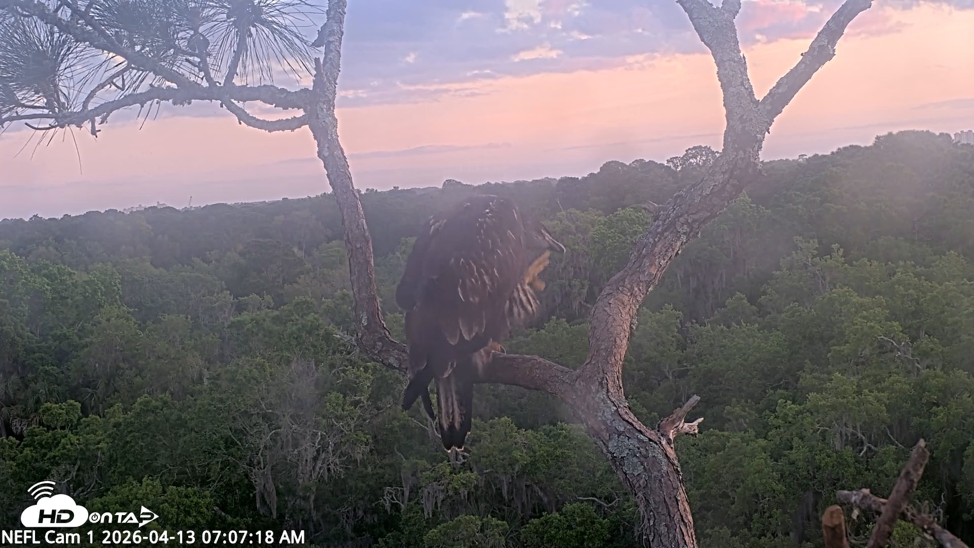 Snapshot of NE Florida Eagles Live Webcam taken Apr 13, 2026, 7:09am EDT