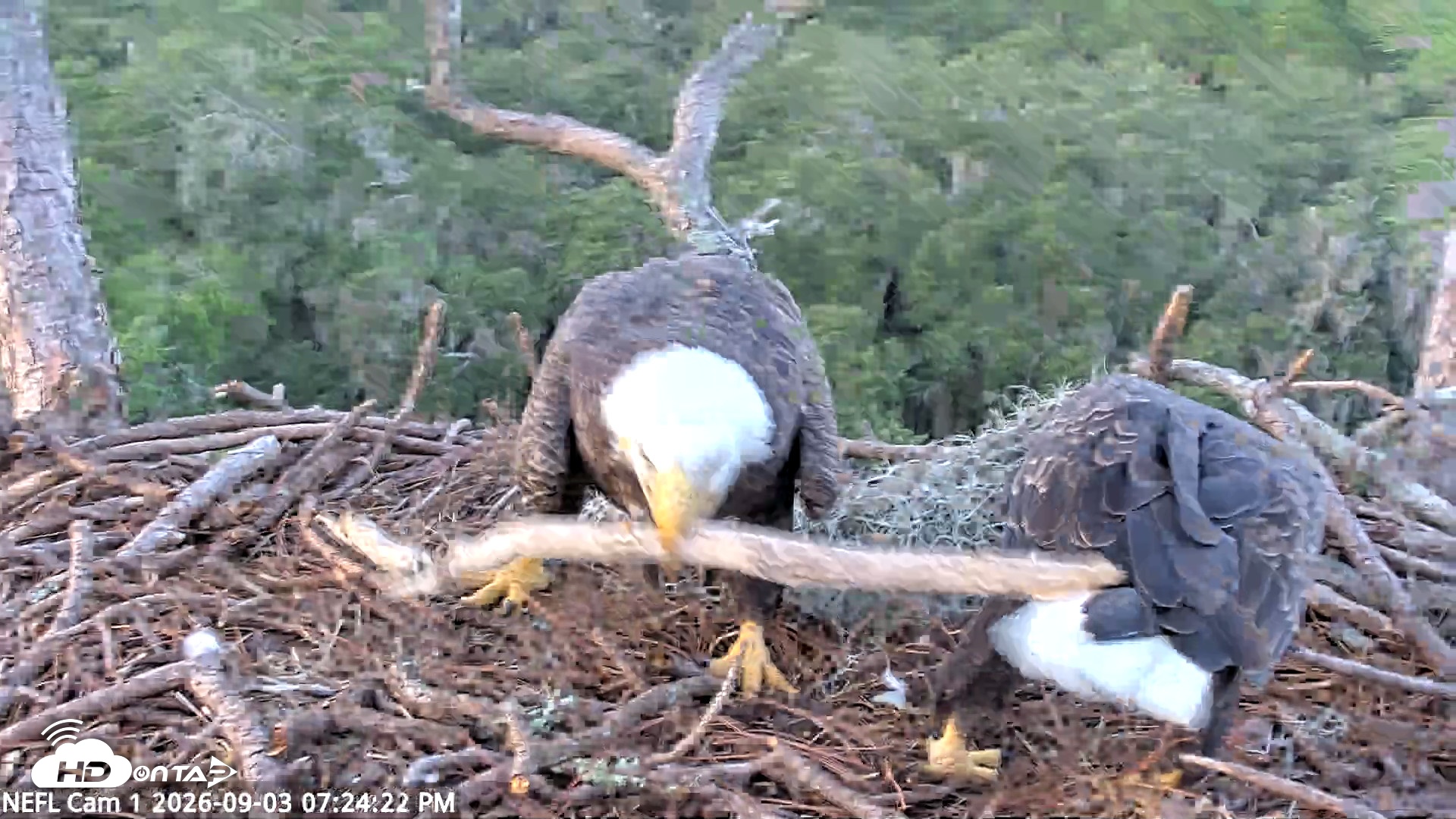 Snapshot of NE Florida Eagles Live Webcam taken Sep 3, 2026, 7:25pm EDT