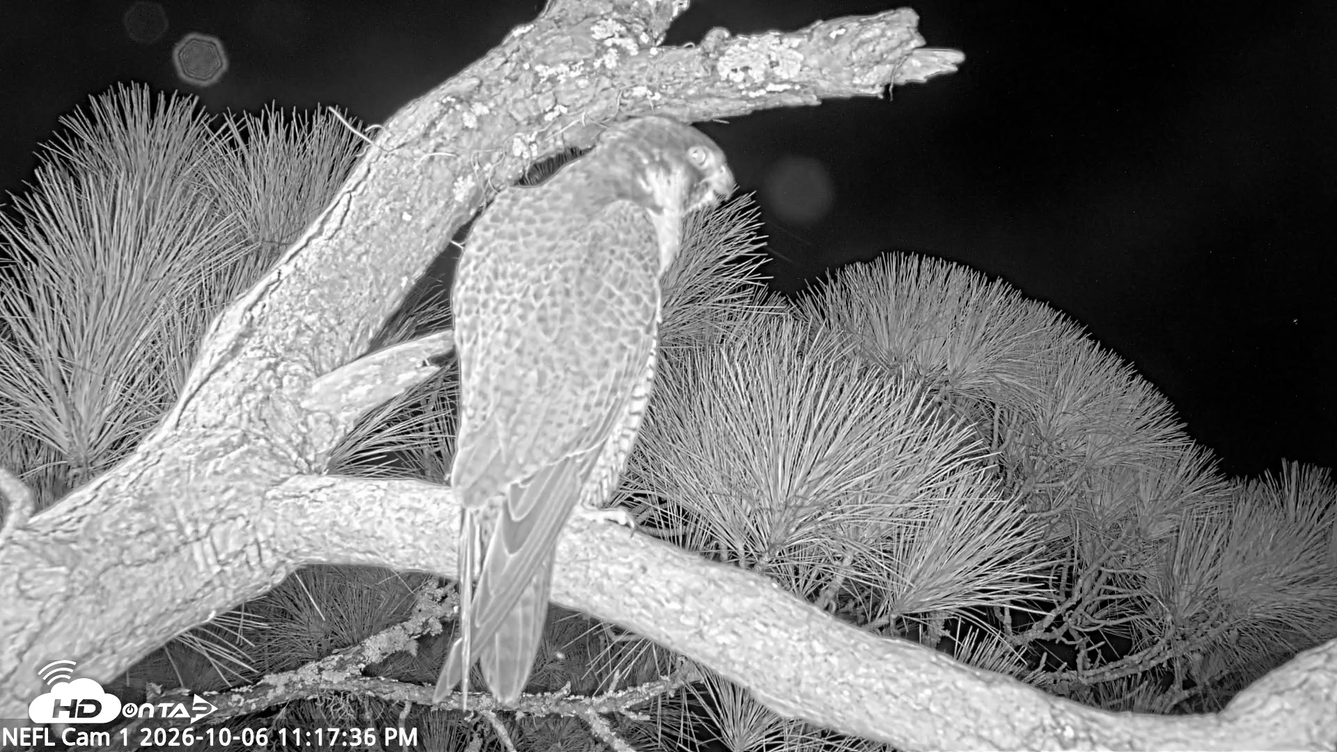 Snapshot of NE Florida Eagles Live Webcam taken Oct 6, 2026, 11:18pm EDT