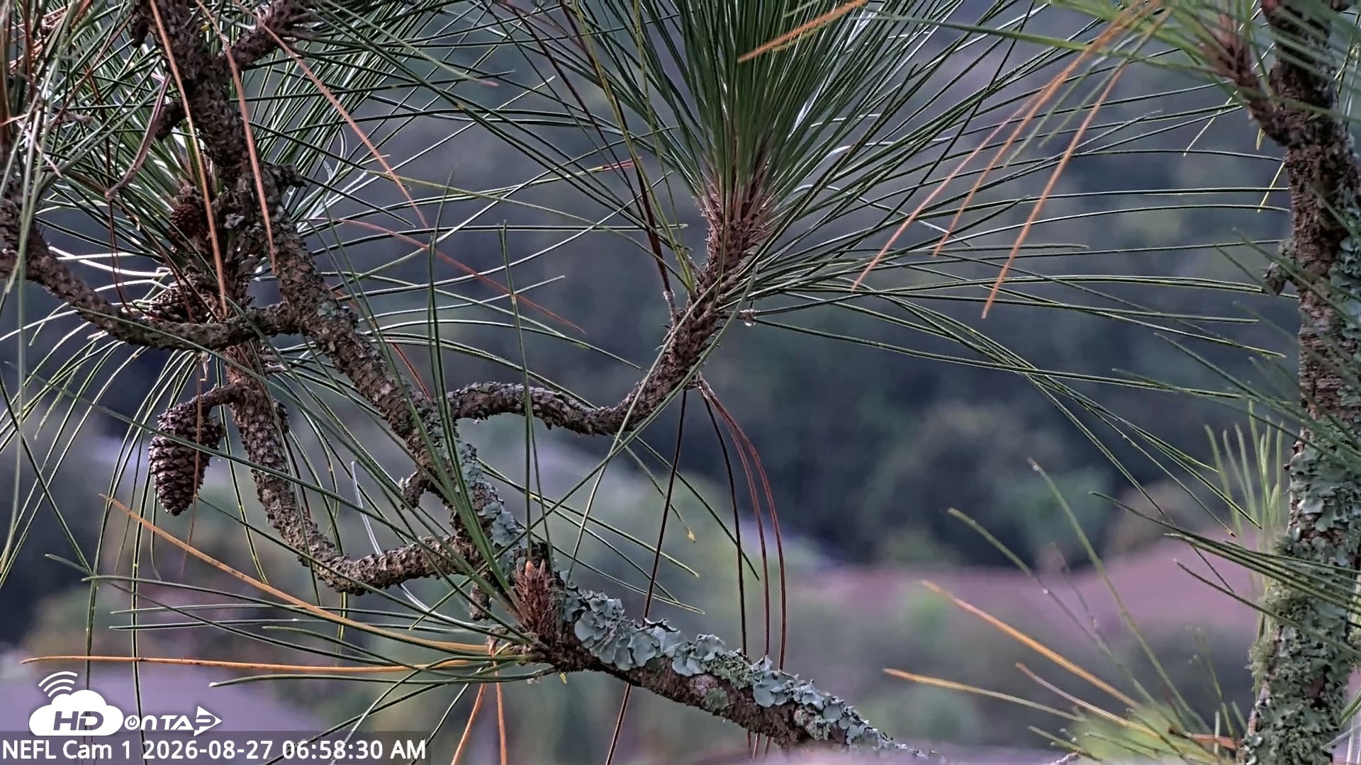 Snapshot of NE Florida Eagles Live Webcam taken Aug 27, 2026, 6:59am EDT