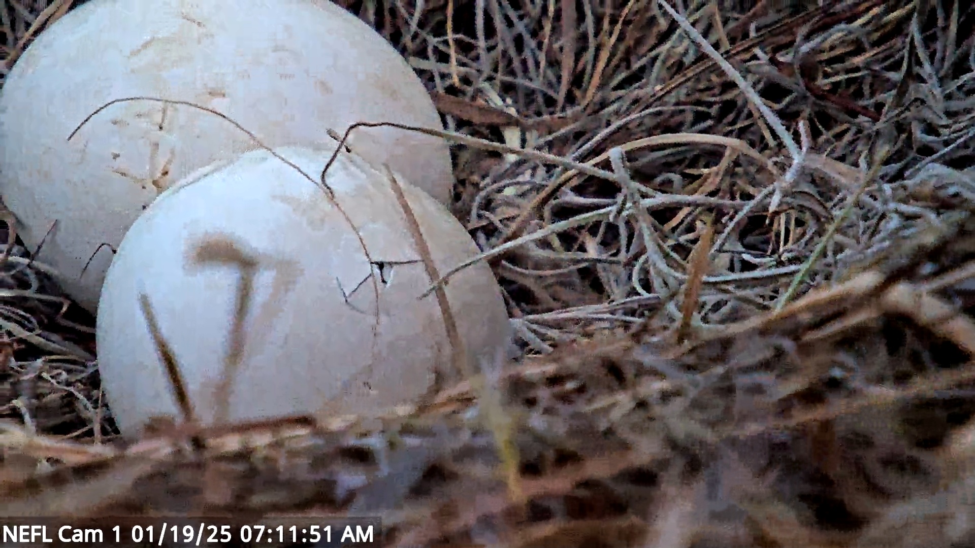 Snapshot of NE Florida Eagles Live Webcam taken Jan 19, 2025, 7:12am EST