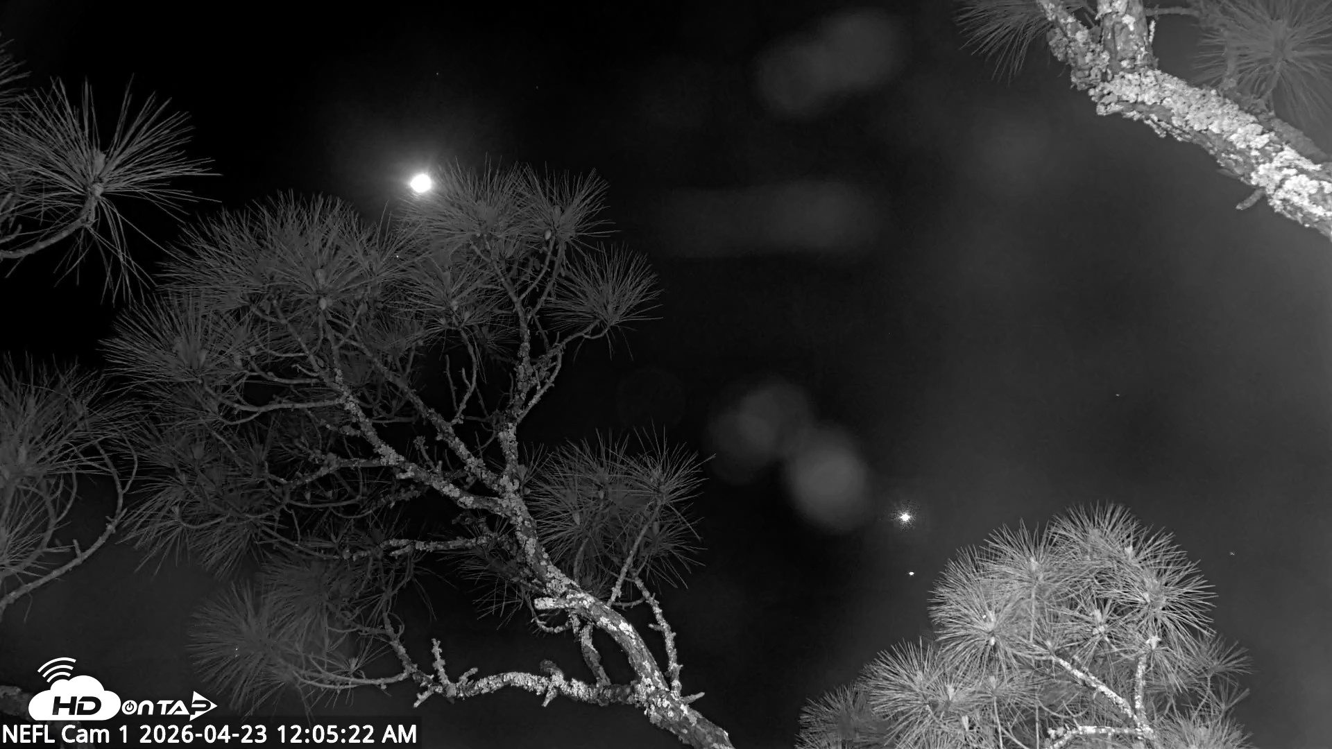 Snapshot of NE Florida Eagles Live Webcam taken Apr 23, 2026, 12:06am EDT