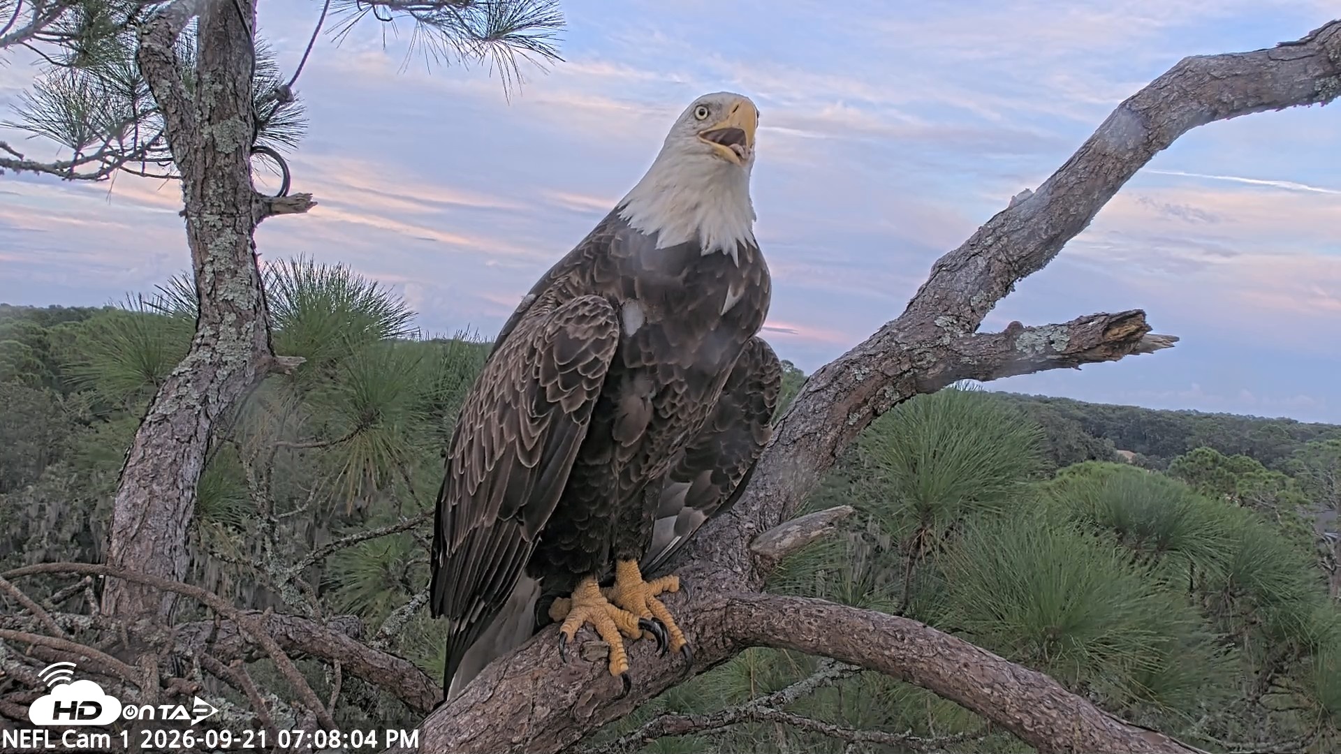 Snapshot of NE Florida Eagles Live Webcam taken Sep 21, 2026, 7:08pm EDT