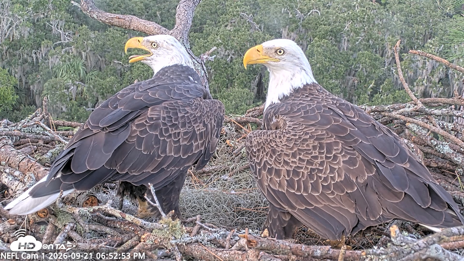 Snapshot of NE Florida Eagles Live Webcam taken Sep 21, 2026, 6:53pm EDT