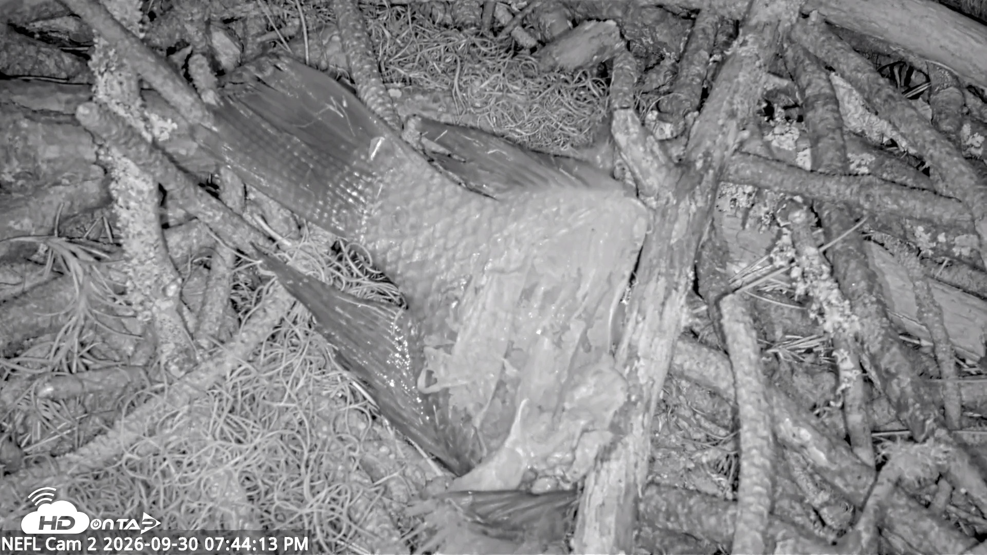 Snapshot of NE Florida Eagles Live Webcam taken Sep 30, 2026, 7:45pm EDT