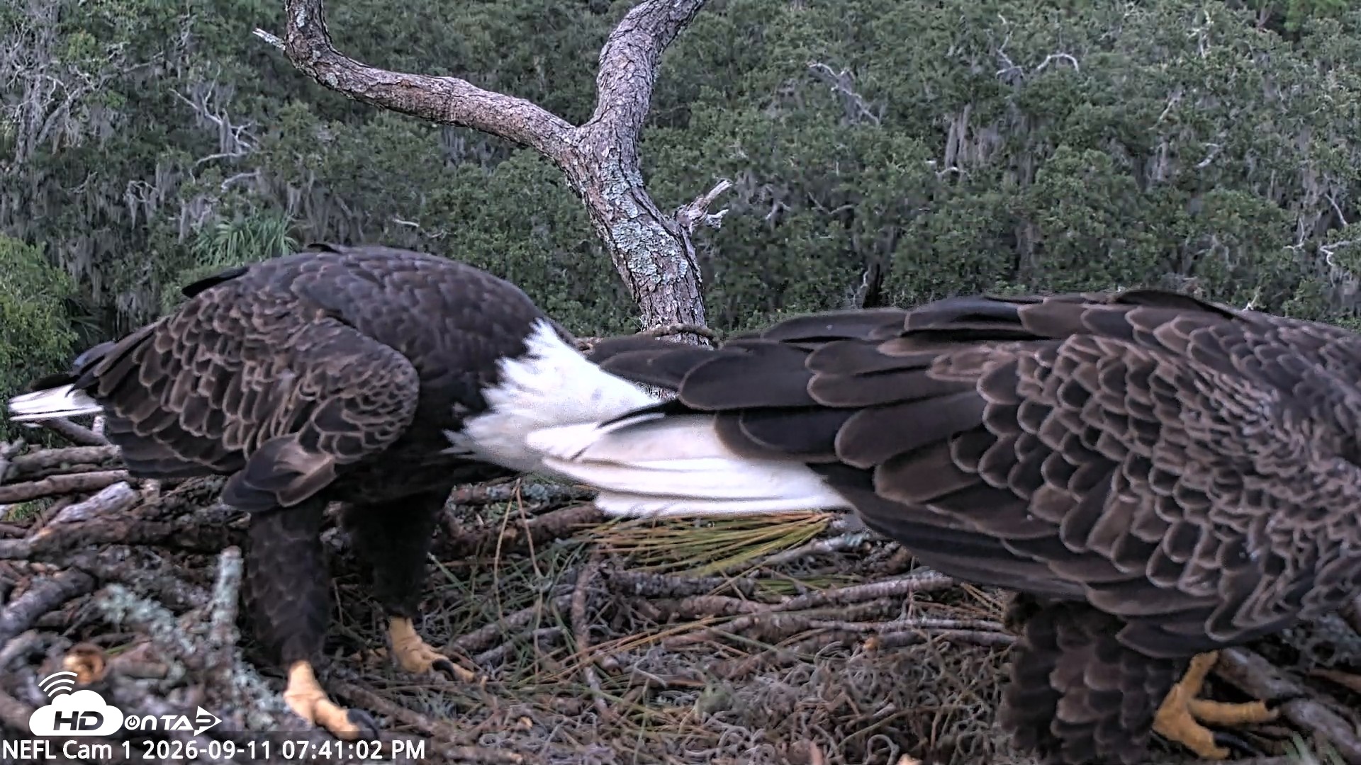 Snapshot of NE Florida Eagles Live Webcam taken Sep 11, 2026, 7:42pm EDT