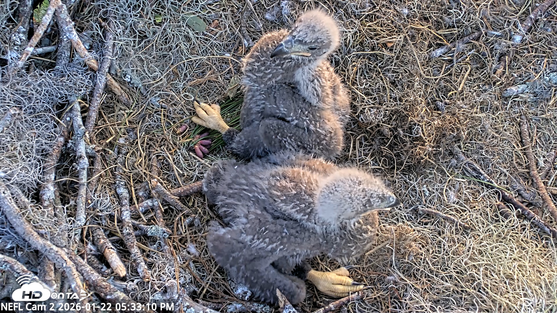 Snapshot of NE Florida Eagles Live Webcam taken Jan 22, 2026, 5:33pm EST