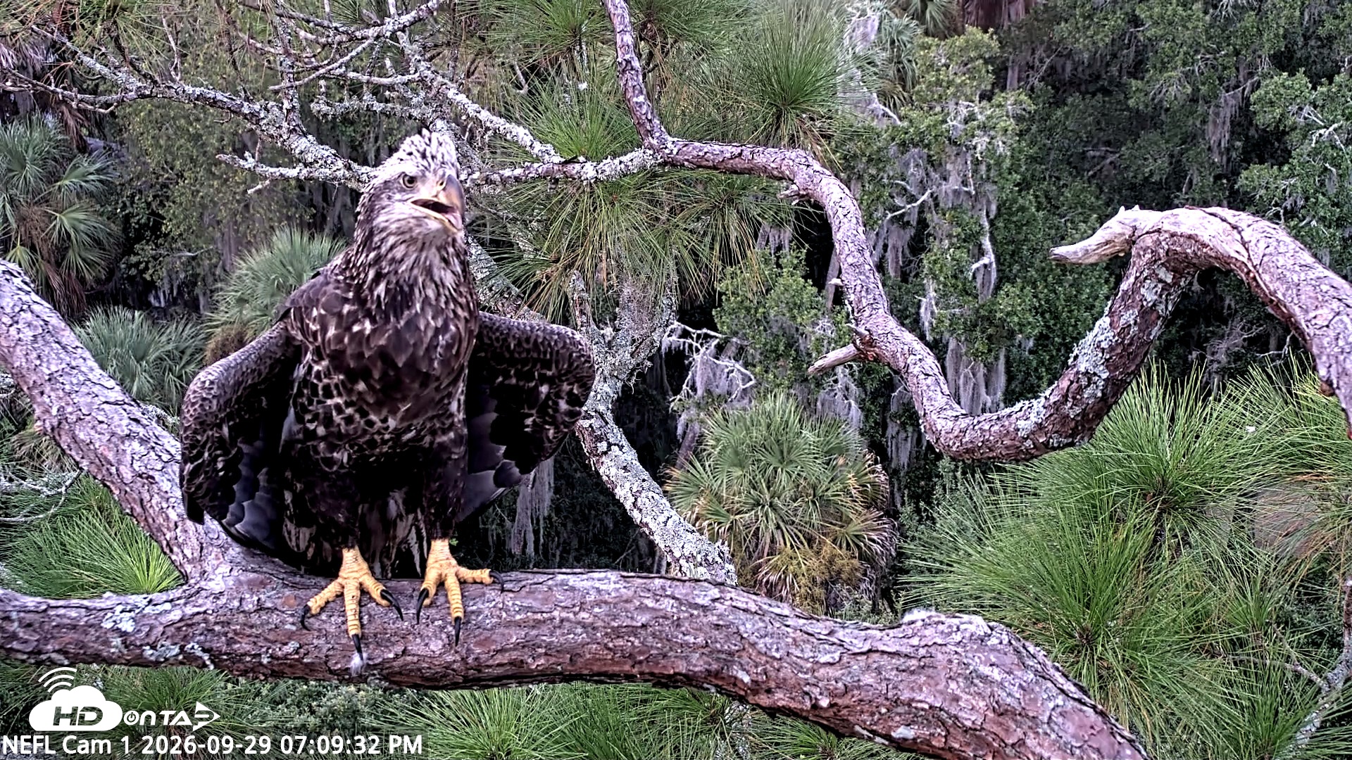 Snapshot of NE Florida Eagles Live Webcam taken Sep 29, 2026, 7:10pm EDT