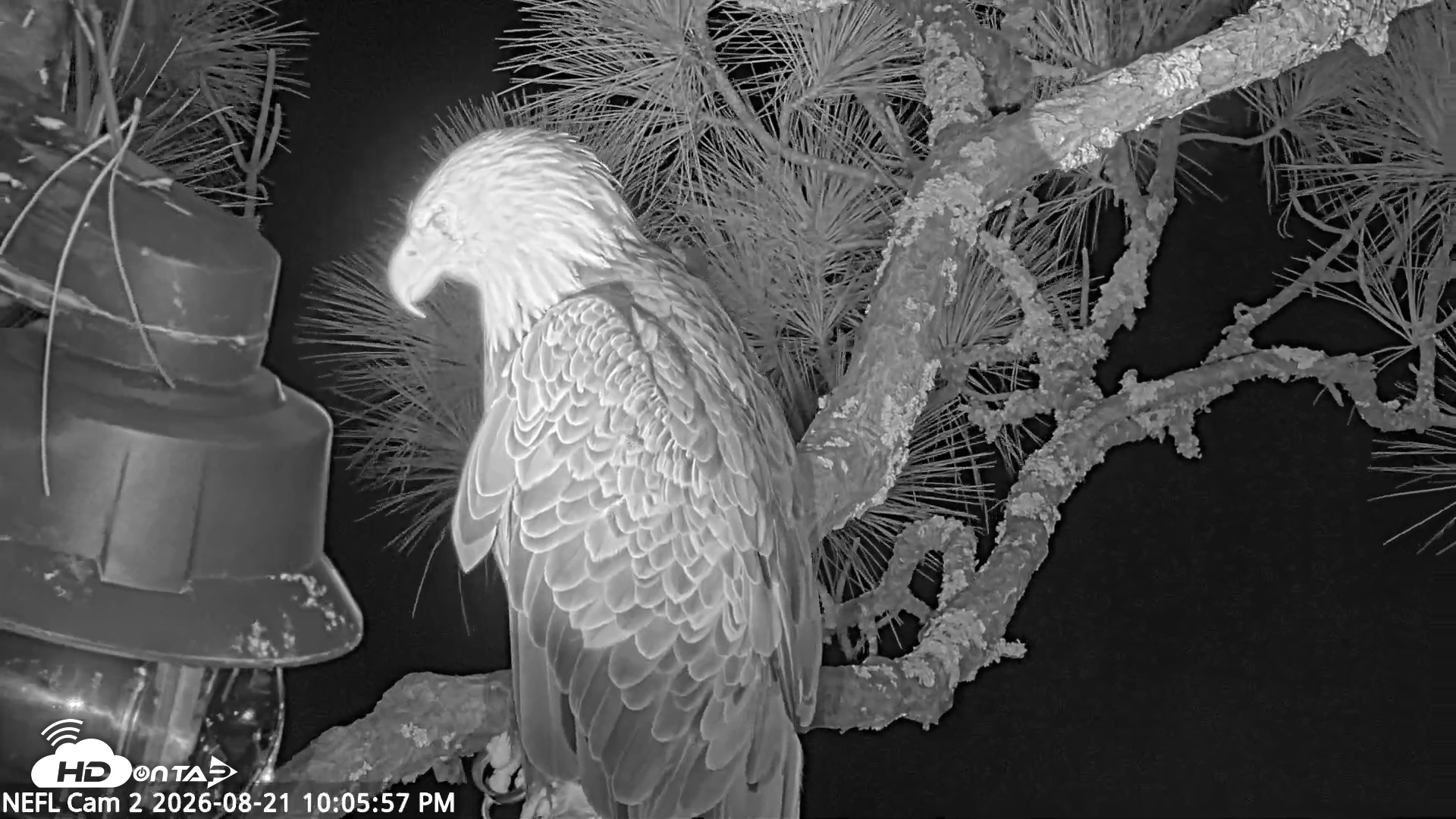 Snapshot of NE Florida Eagles Live Webcam taken Aug 21, 2026, 10:06pm EDT
