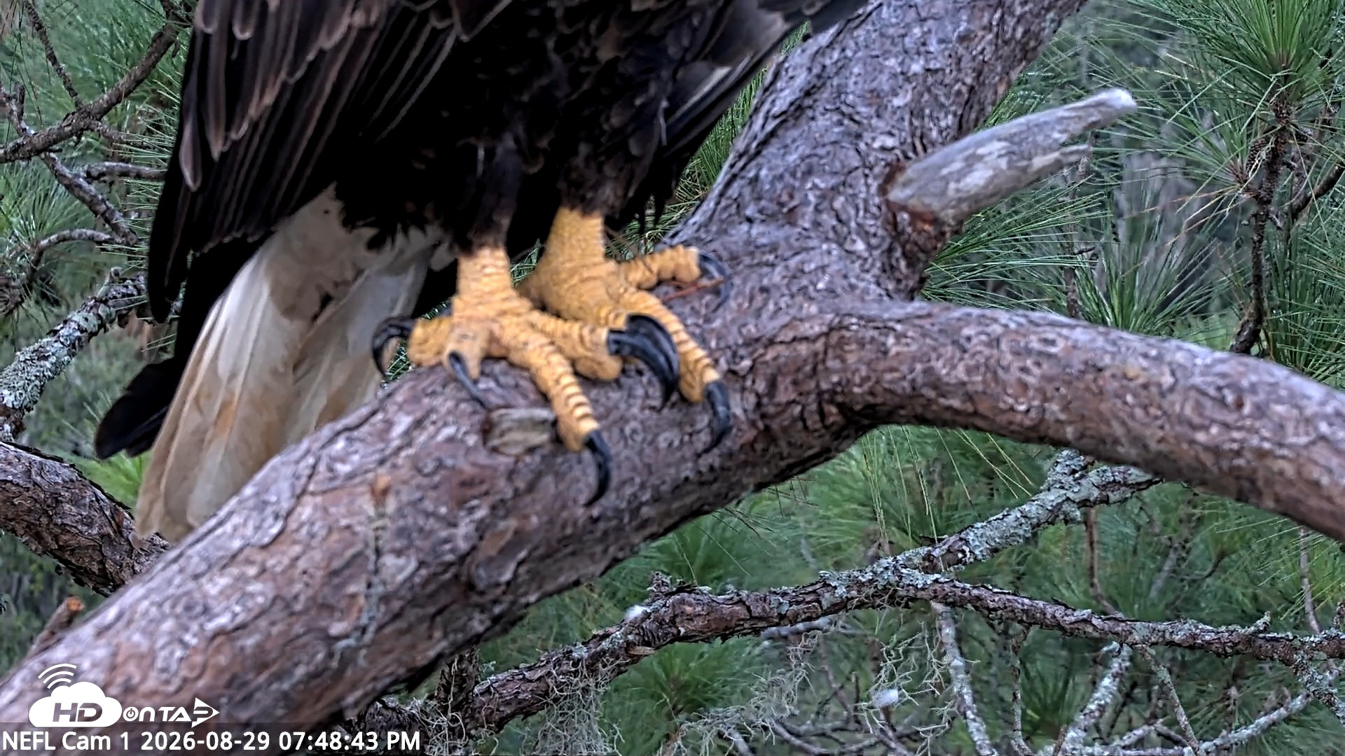 Snapshot of NE Florida Eagles Live Webcam taken Aug 29, 2026, 7:49pm EDT