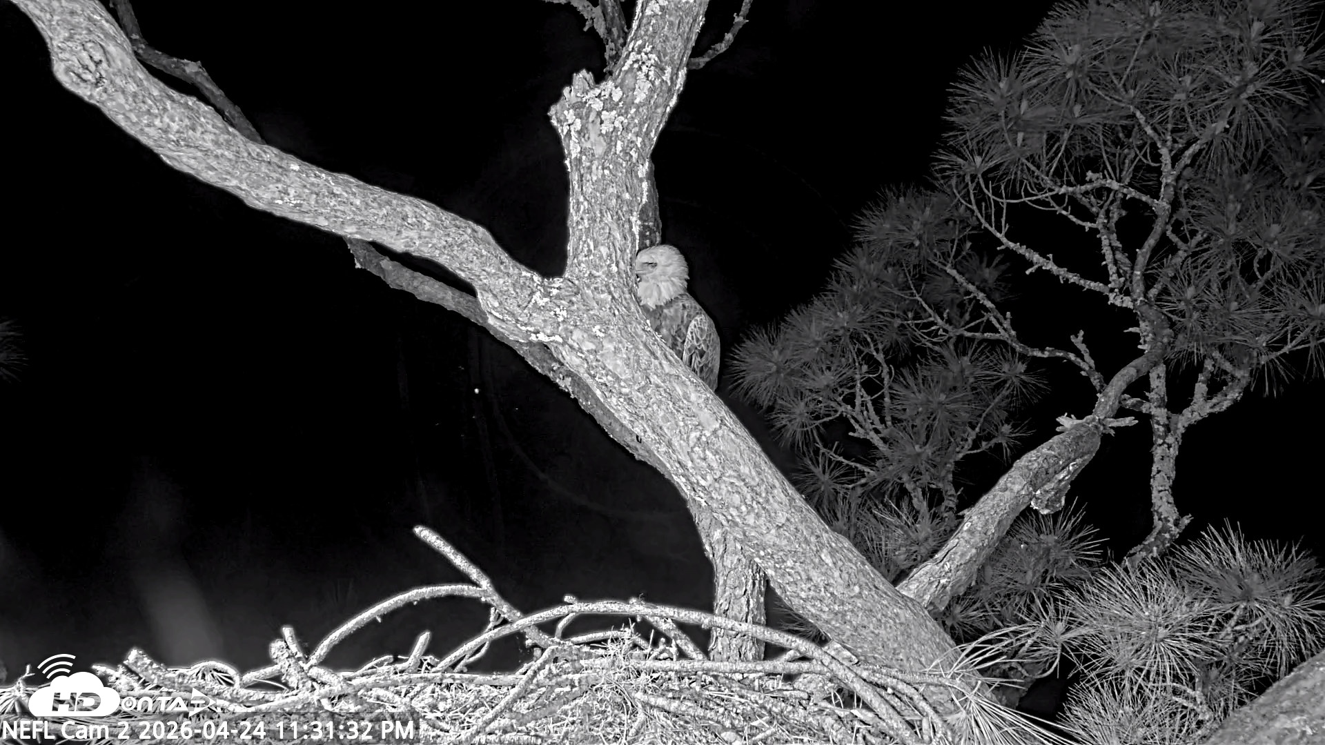 Snapshot of NE Florida Eagles Live Webcam taken Apr 24, 2026, 11:32pm EDT
