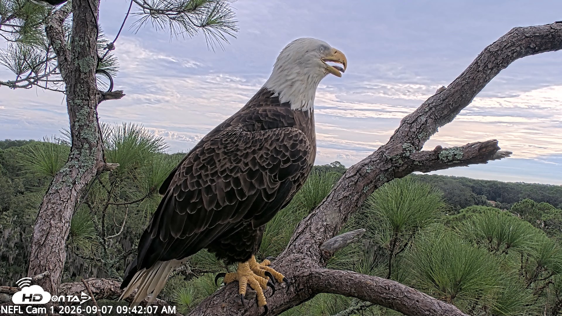 Snapshot of NE Florida Eagles Live Webcam taken Sep 7, 2026, 9:42am EDT