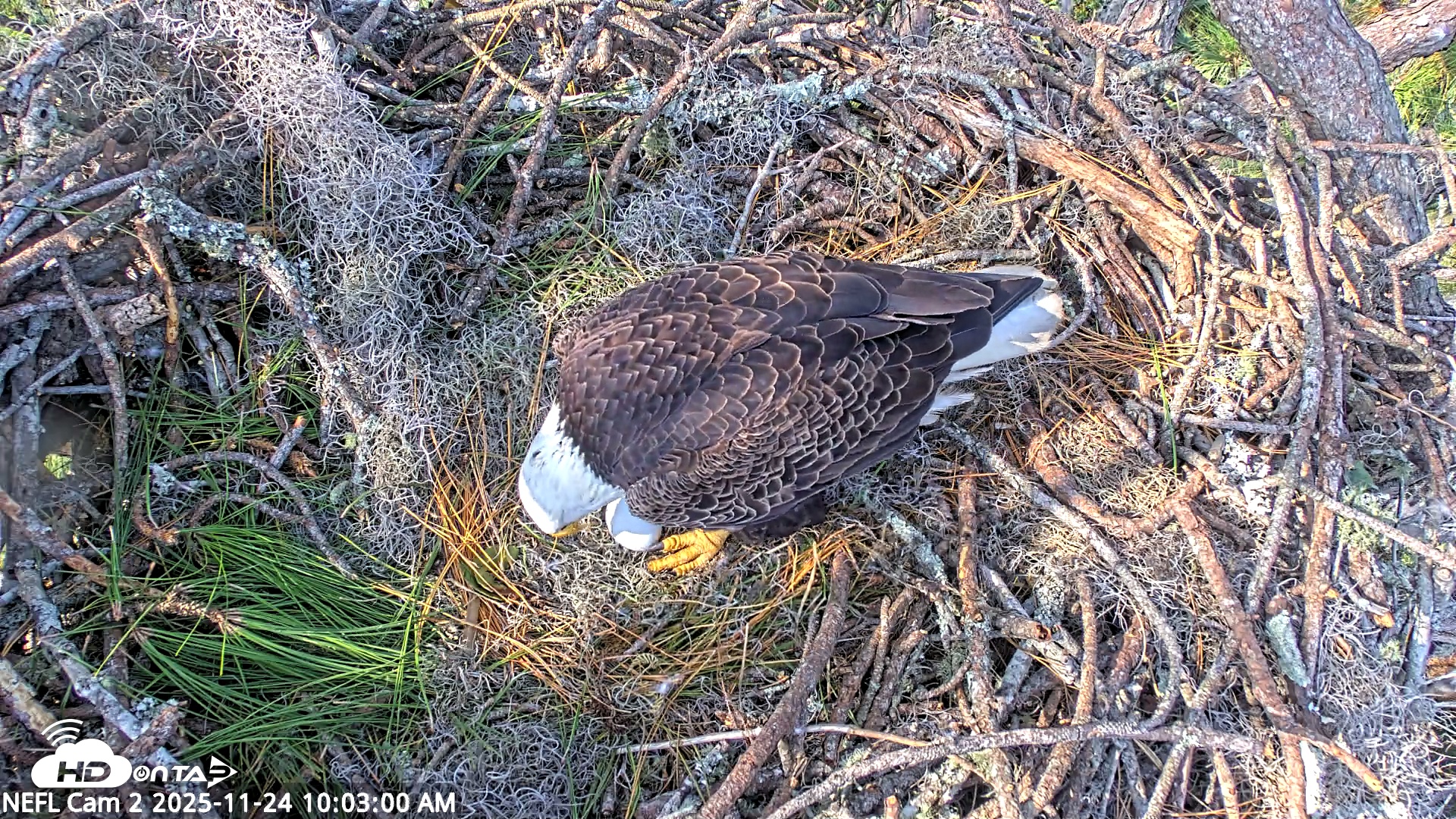Snapshot of NE Florida Eagles Live Webcam taken Nov 24, 2025, 10:03am EST