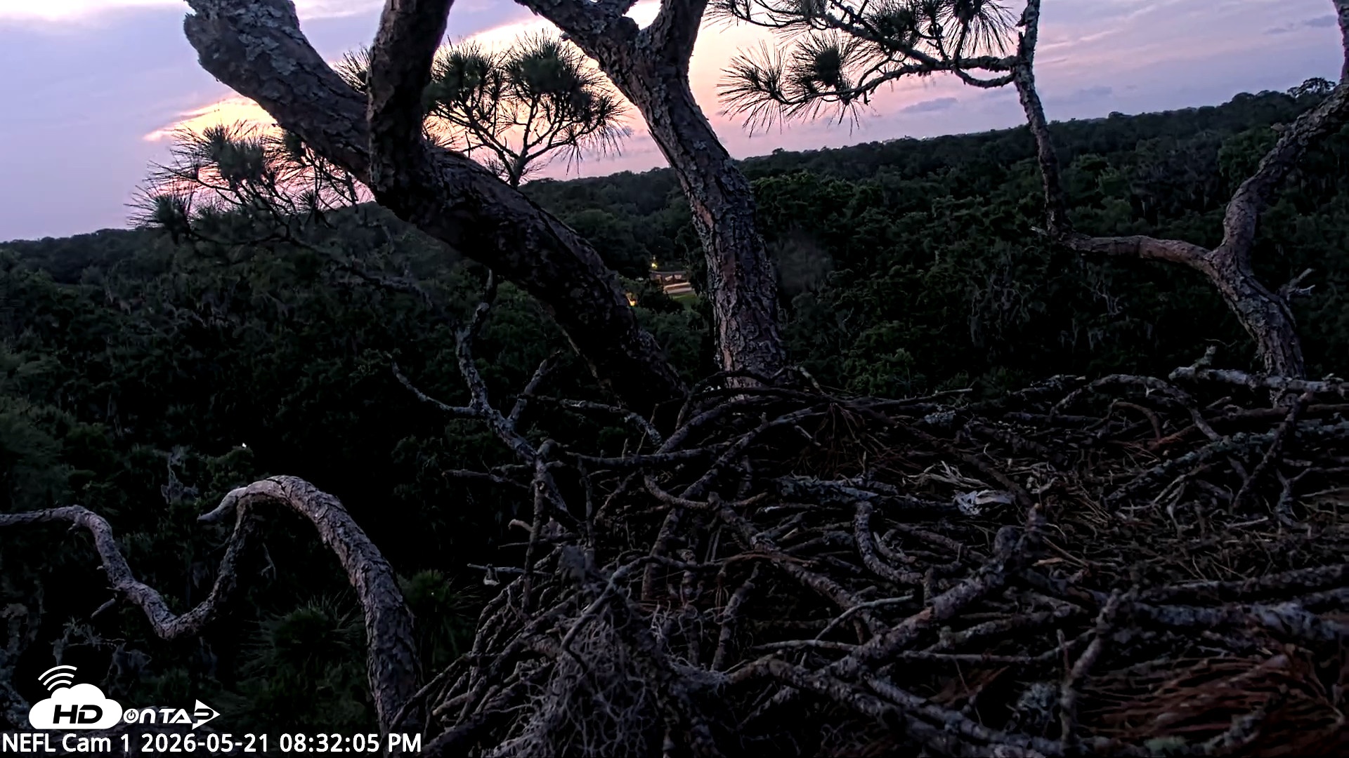 Snapshot of NE Florida Eagles Live Webcam taken May 21, 2026, 8:32pm EDT